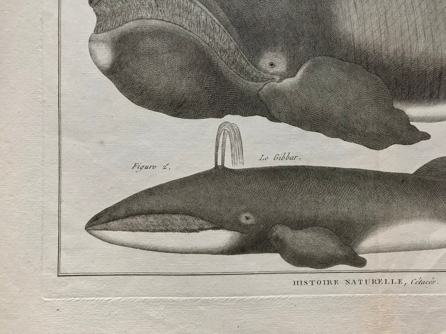 An Antique Engraving of Whales. Black and White. Engraved by Bernard Direxit. French c. 1827. Very Good Condition. 46 x 31 cms.