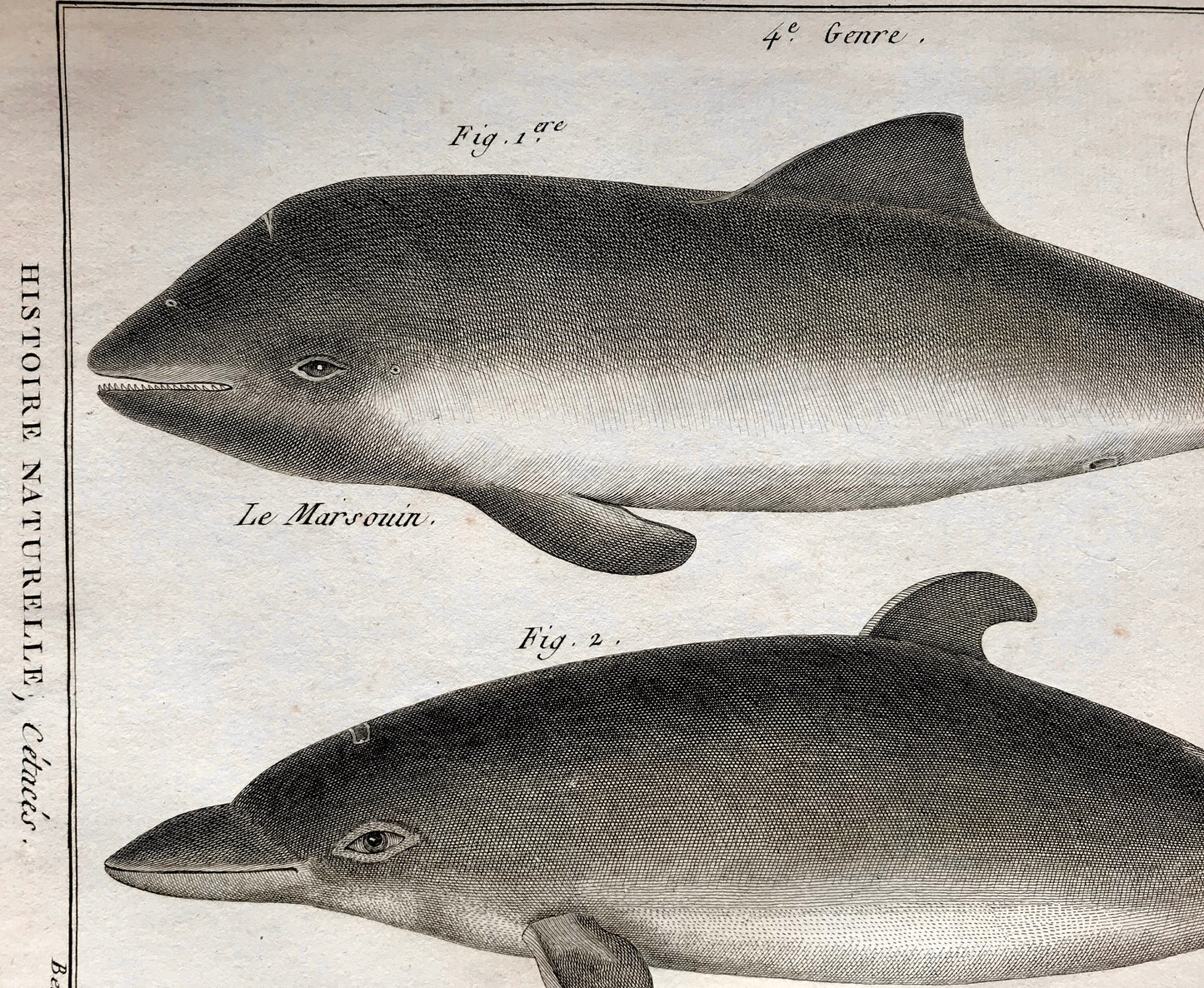 An Antique Engraving of a Dolphins. Engraved by Bernard Direxit. French c.1827. Very Good Condition. 31.5 x 23.5 cms.