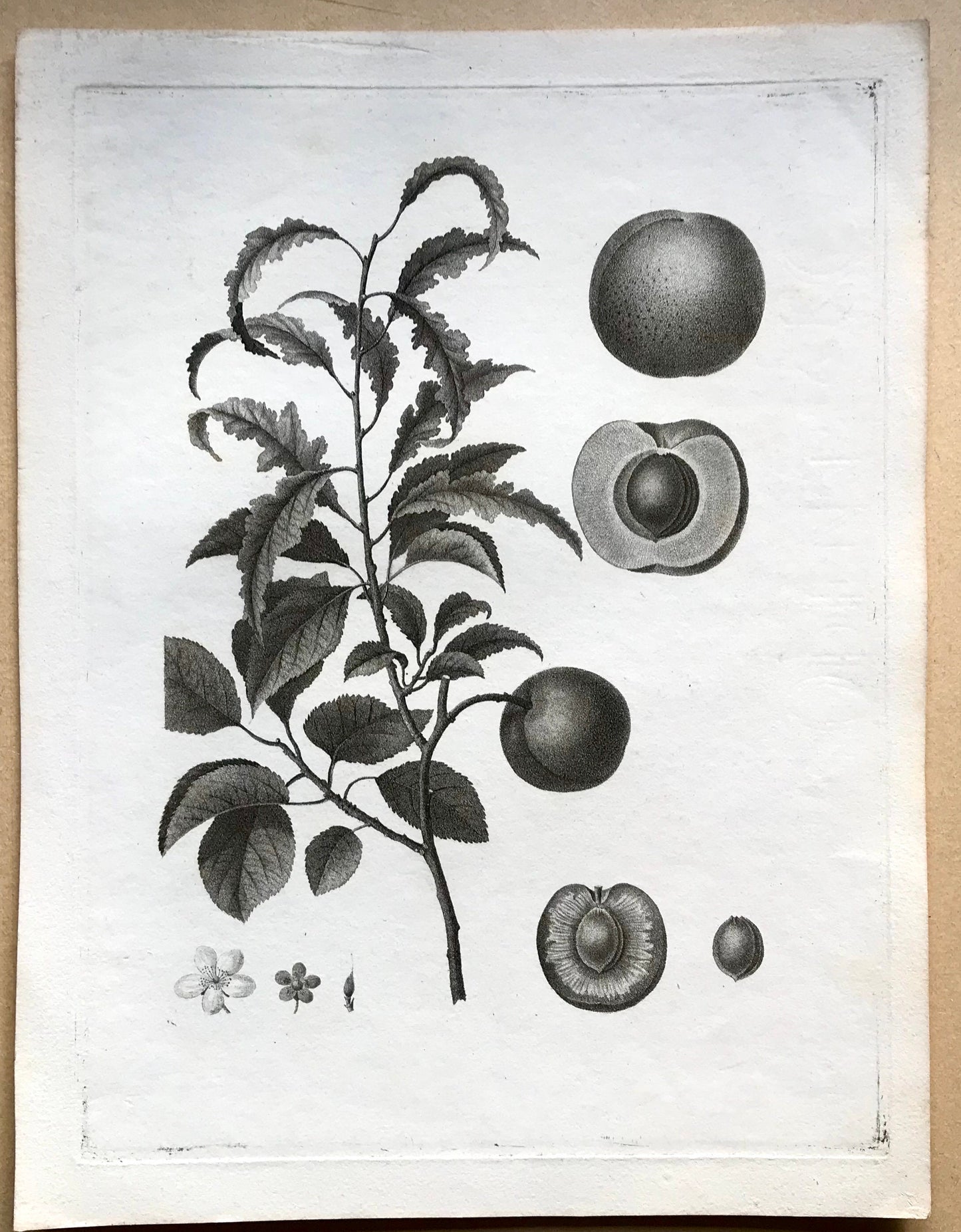 An Original 18th Century Engraving of a Peach Twig. With Detail of Fruit and Flower. French. By Debeuil. 13 1/4 x 10 inches.