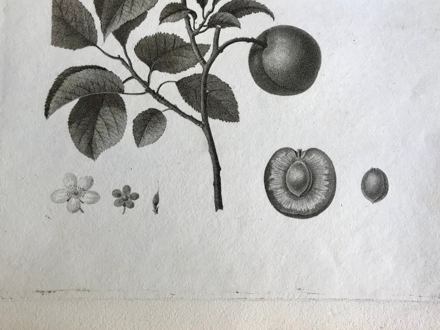 An Original 18th Century Engraving of a Peach Twig. With Detail of Fruit and Flower. French. By Debeuil. 13 1/4 x 10 inches.
