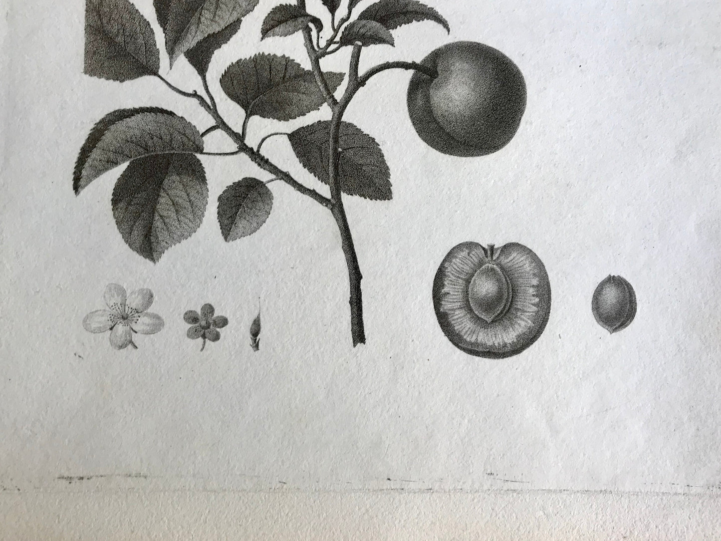 An Original 18th Century Engraving of a Peach Twig. With Detail of Fruit and Flower. French. By Debeuil. 13 1/4 x 10 inches.