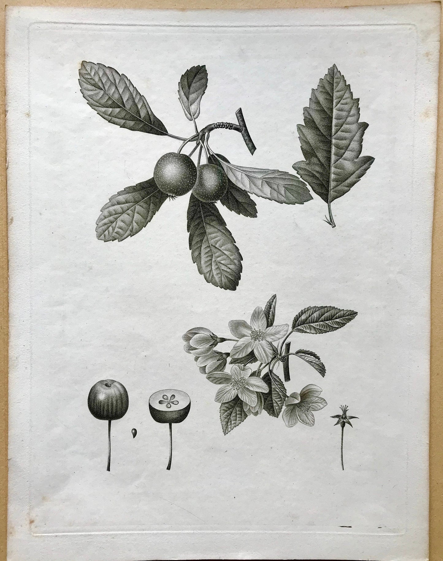 An Original 18th Century Engraving of a Fruiting Branch. With Detail of Fruit and Flower. French. By Debeuil. 13 1/4 x 10 inches.