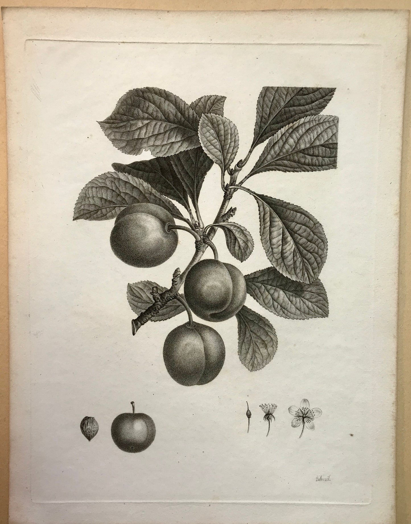 An Original 18th Century Engraving of a Plum Tree. With details of fruit and flower. French. By Debeuil. 13 1/4 x 10 inches.