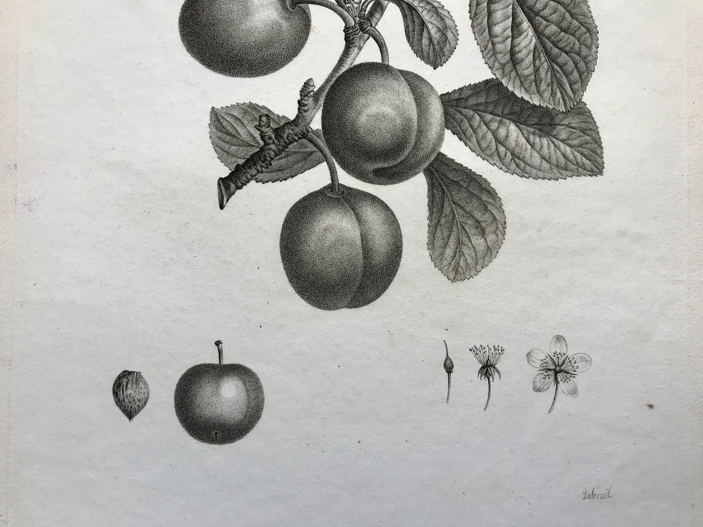 An Original 18th Century Engraving of a Plum Tree. With details of fruit and flower. French. By Debeuil. 13 1/4 x 10 inches.