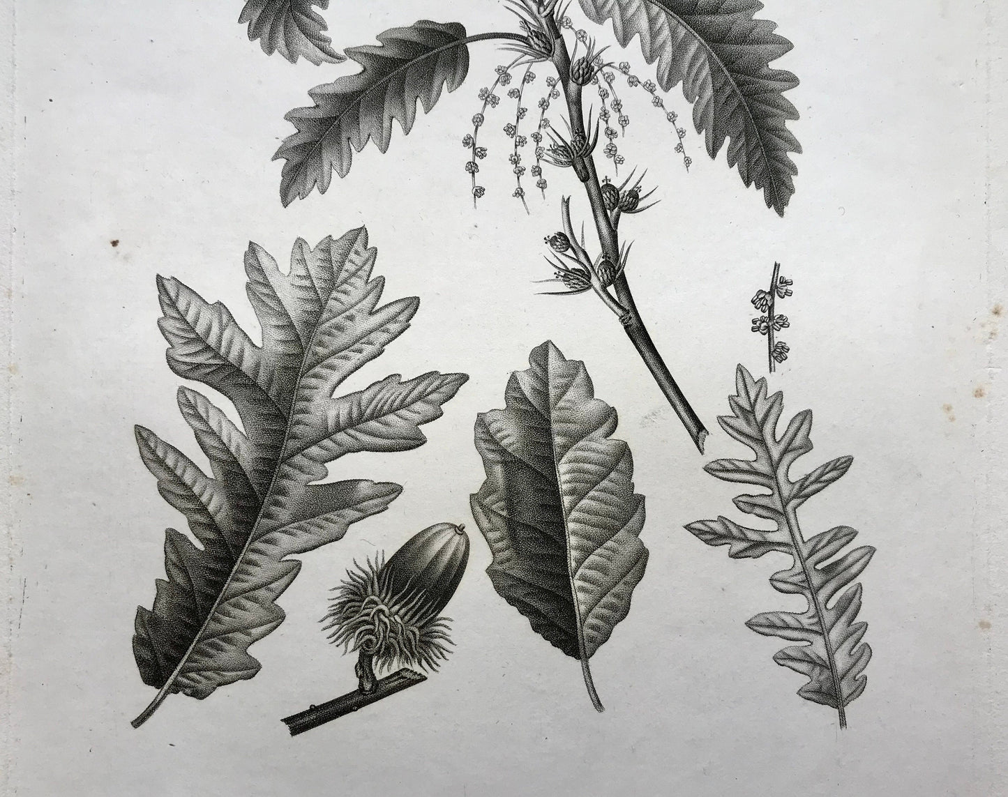 An Original 18th Century Engraving of A Sprig of Oak Tree. With Details of Leaves and Acorn. French. By Debeuil. 13 1/4 x 10 inches.