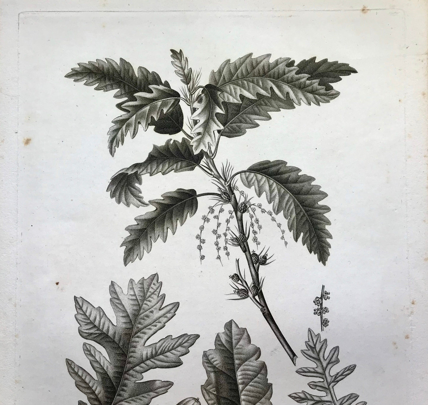 An Original 18th Century Engraving of A Sprig of Oak Tree. With Details of Leaves and Acorn. French. By Debeuil. 13 1/4 x 10 inches.