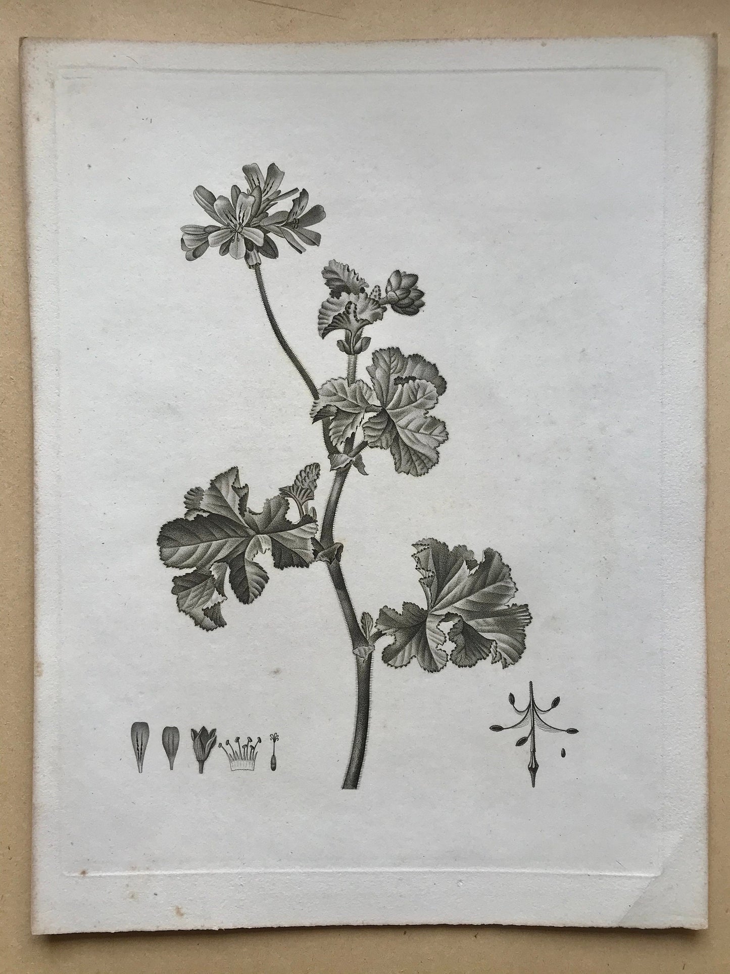 An Original 18th Century Engraving of a Sprig of Geranium. French. By Debeuil. 13 1/4 x 10 inches.