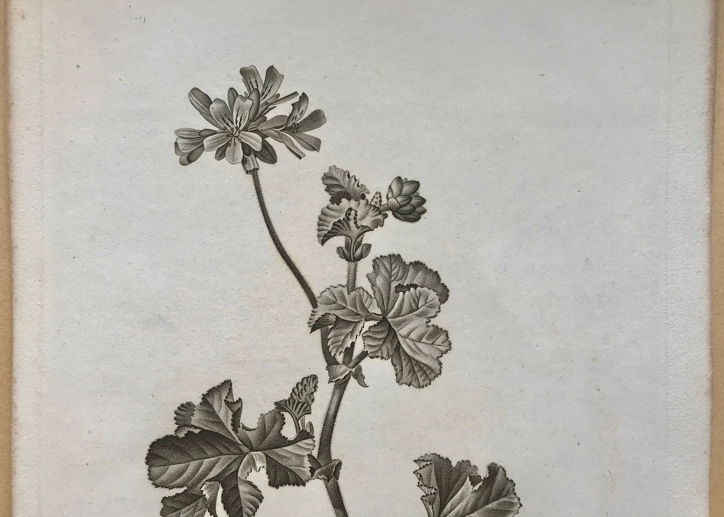 An Original 18th Century Engraving of a Sprig of Geranium. French. By Debeuil. 13 1/4 x 10 inches.