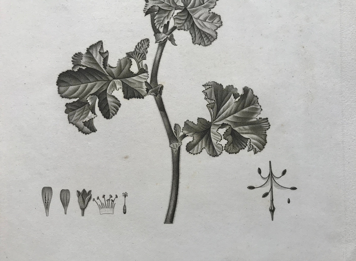 An Original 18th Century Engraving of a Sprig of Geranium. French. By Debeuil. 13 1/4 x 10 inches.