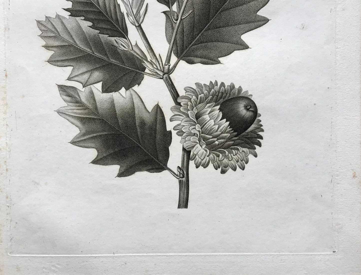 An Original 18th Century Engraving of an Oak Twig. French. By Debeuil. 13 1/4 x 10 inches.