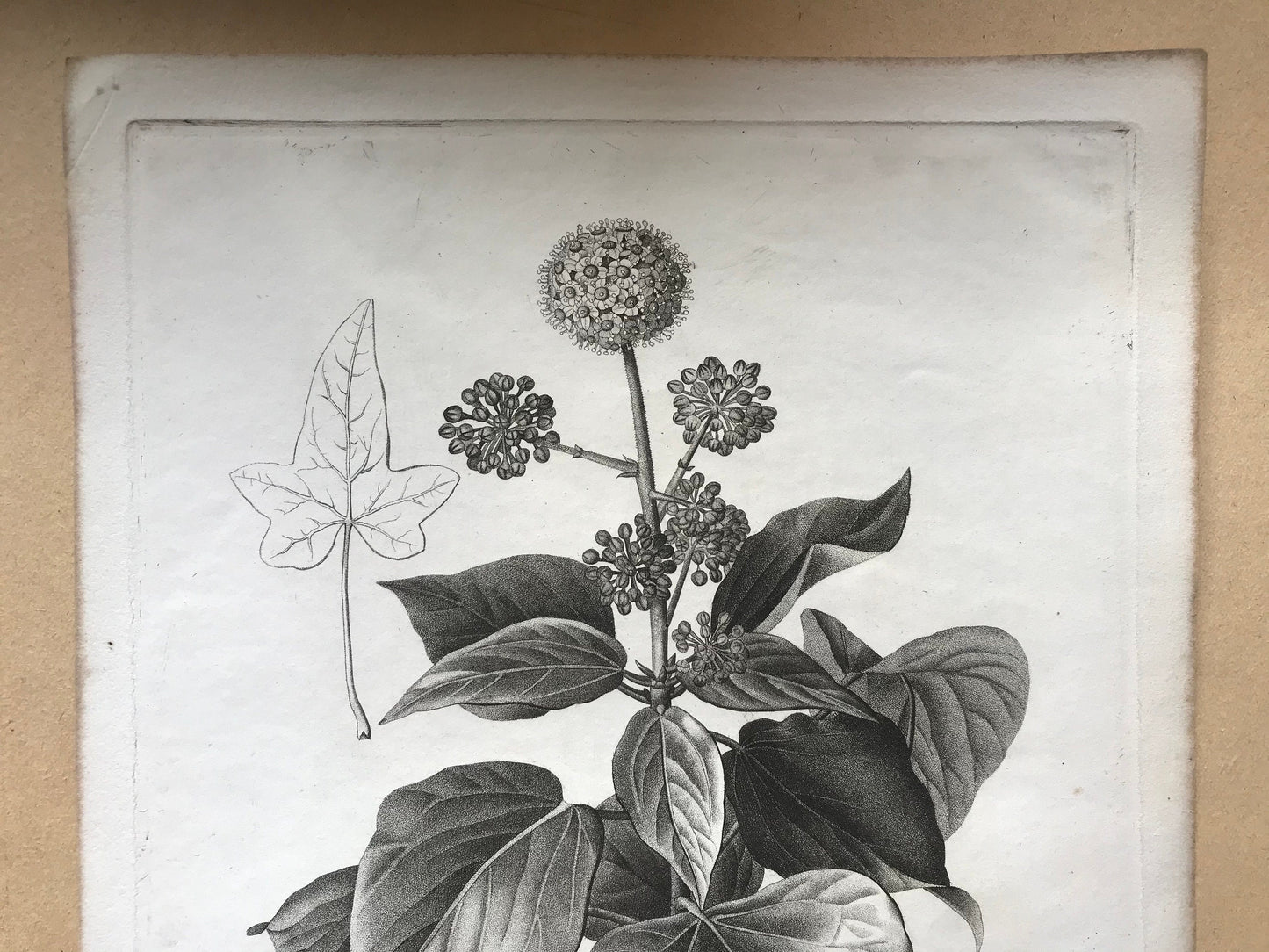 An Original 18th Century Engraving of a Sprig of Ivy in flower. With details of flower and berry. French. By Debeuil. 13 1/4 x 10 inches.
