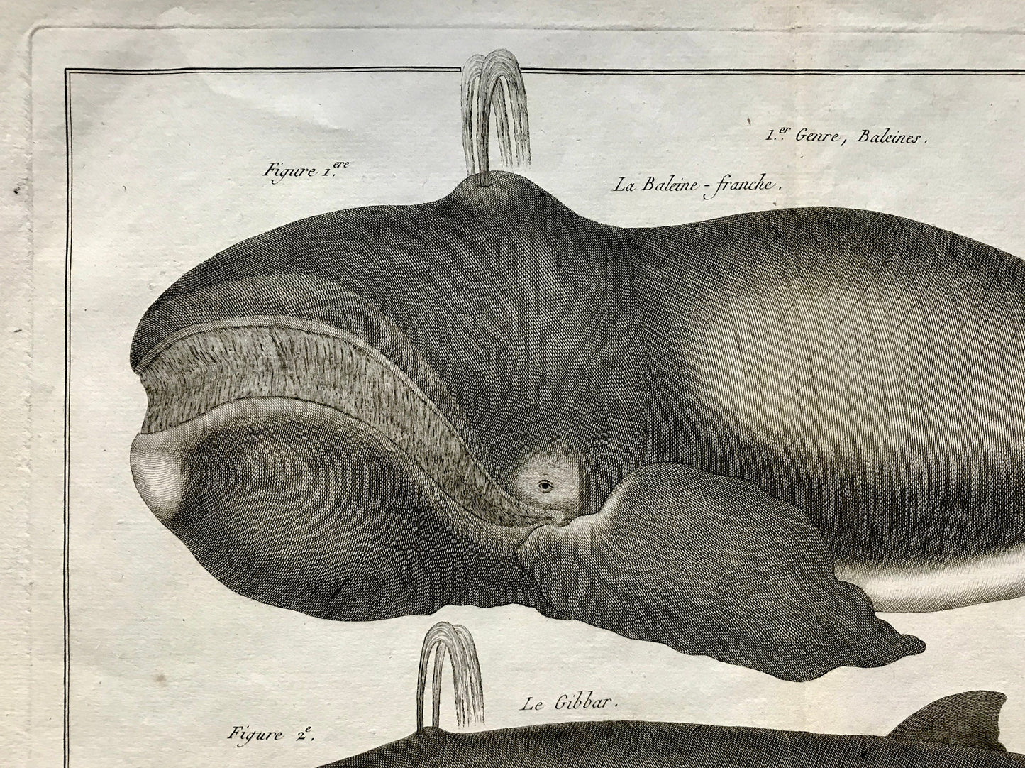 An Antique Engraving of Whales. Black and White. Engraved by Bernard Direxit. French c. 1827. Very Good Condition. 46 x 31 cms.