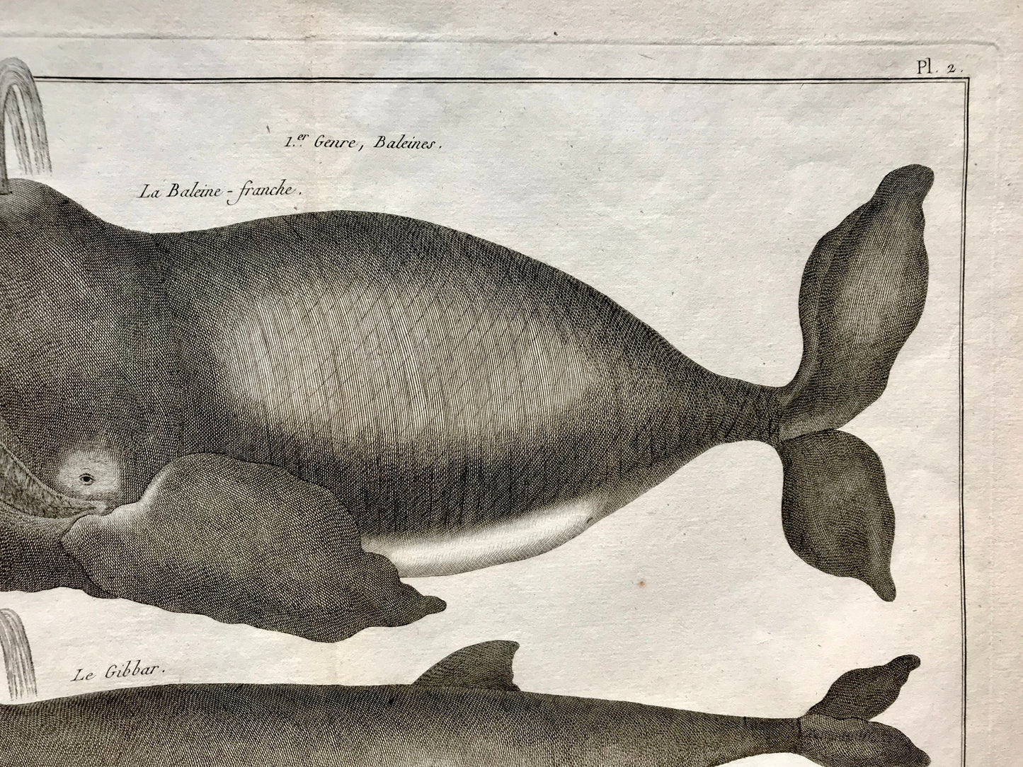 An Antique Engraving of Whales. Black and White. Engraved by Bernard Direxit. French c. 1827. Very Good Condition. 46 x 31 cms.