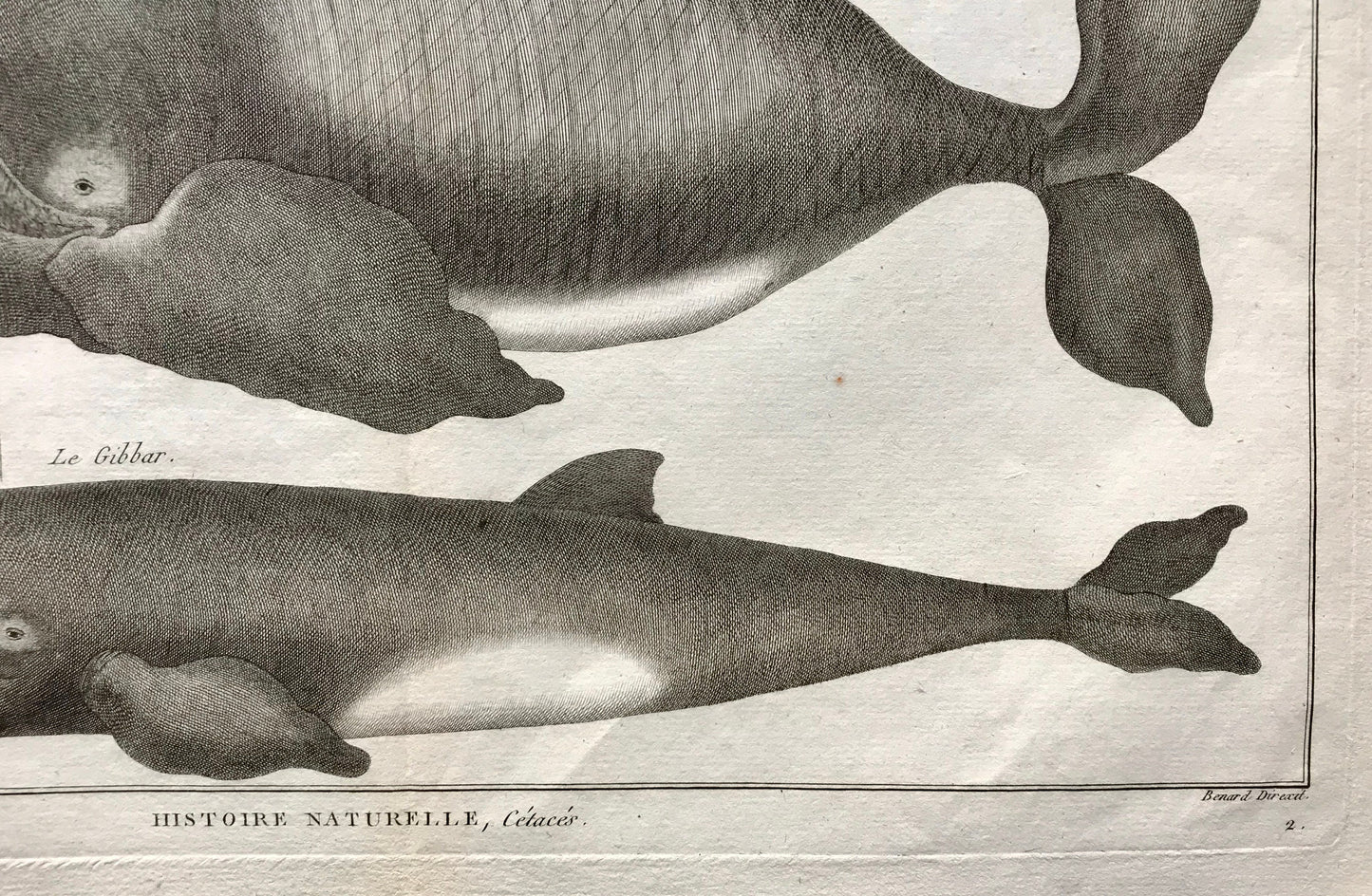 An Antique Engraving of Whales. Black and White. Engraved by Bernard Direxit. French c. 1827. Very Good Condition. 46 x 31 cms.