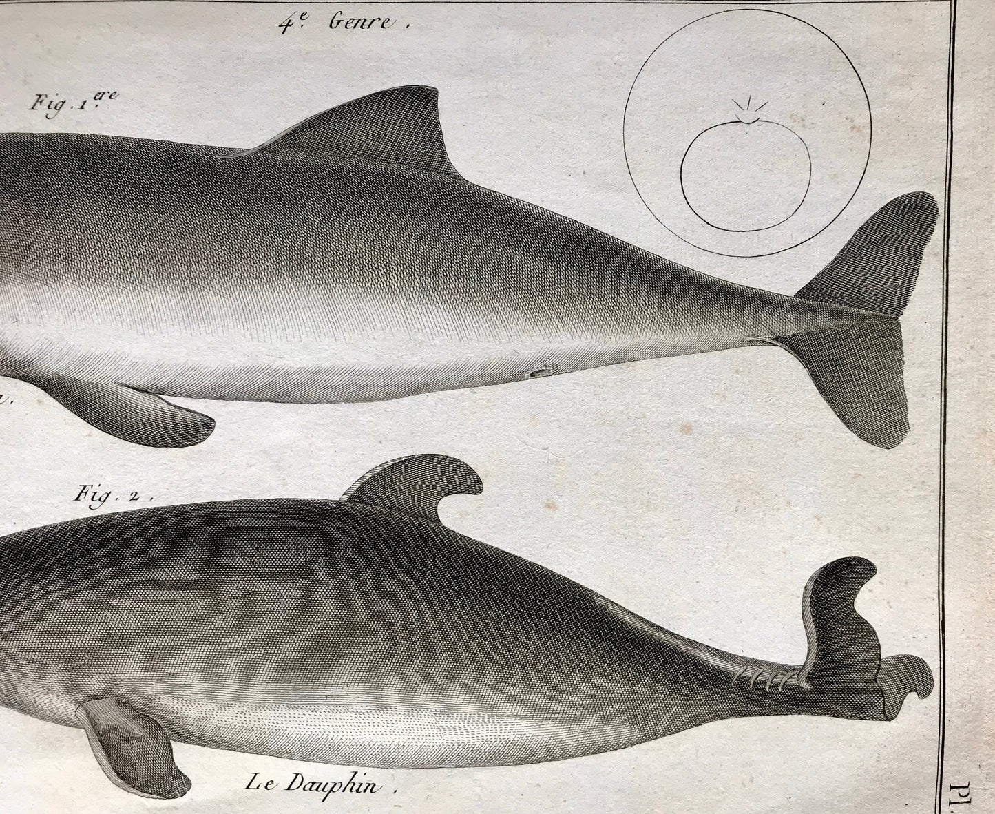 An Antique Engraving of a Dolphins. Engraved by Bernard Direxit. French c.1827. Very Good Condition. 31.5 x 23.5 cms.