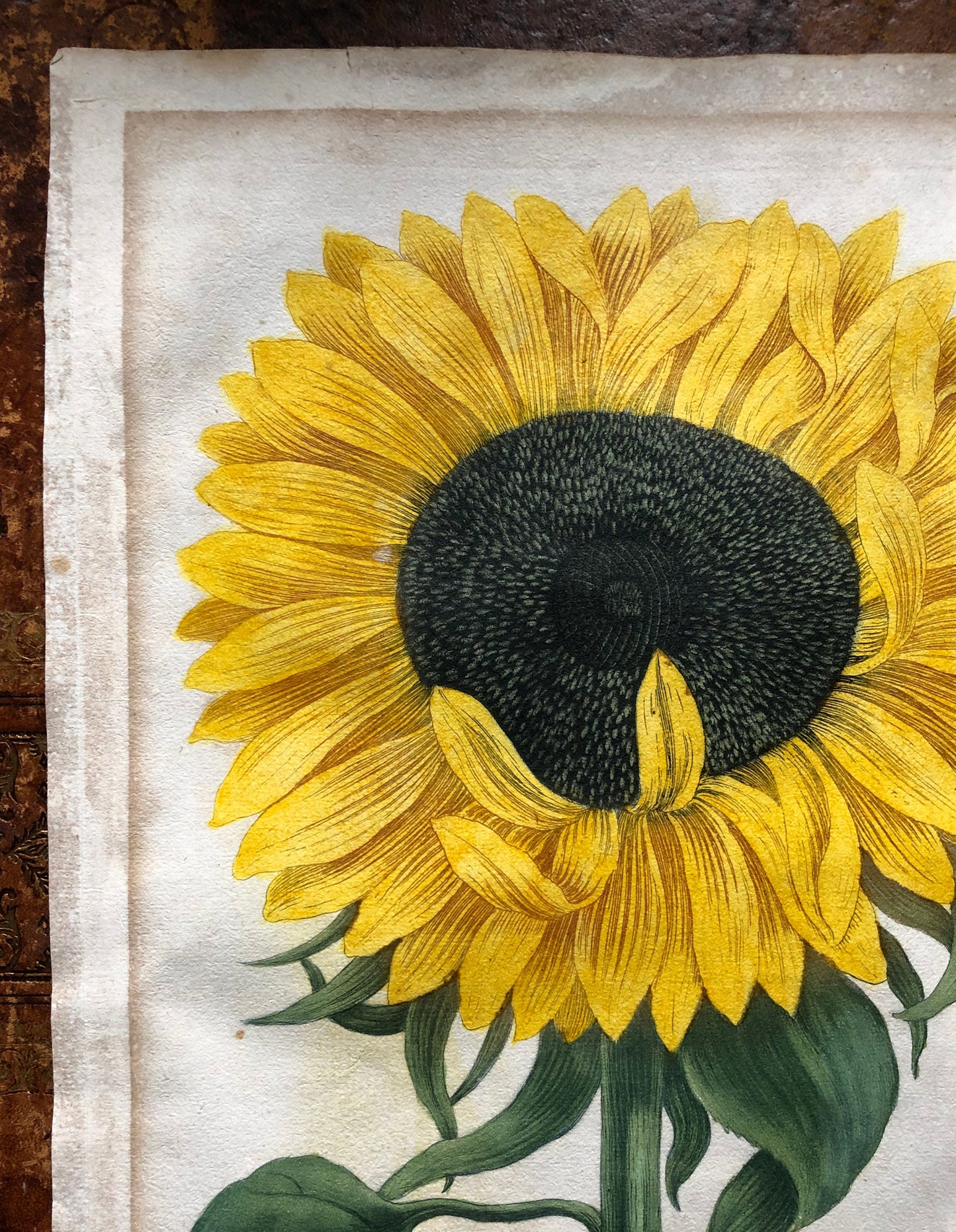 An engraving. Chrysanthemum: Indicum flore et semine maximum. From The Phythanthoza Iconographica. Dated 1735. 39 x 25 cms.