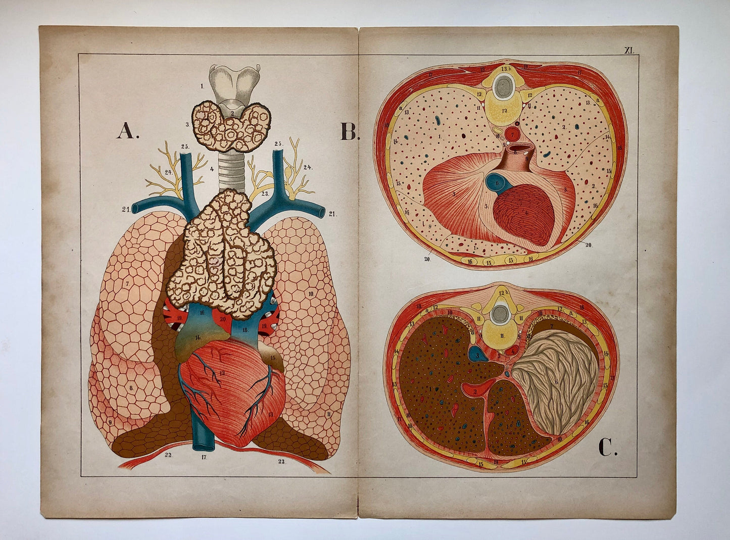 A Collection of 18 Antique Prints From The Atlas of Anatomy by Mrs Fenwick Miller. Rare items. Dated 1888. Large: 64 x 40 cms.