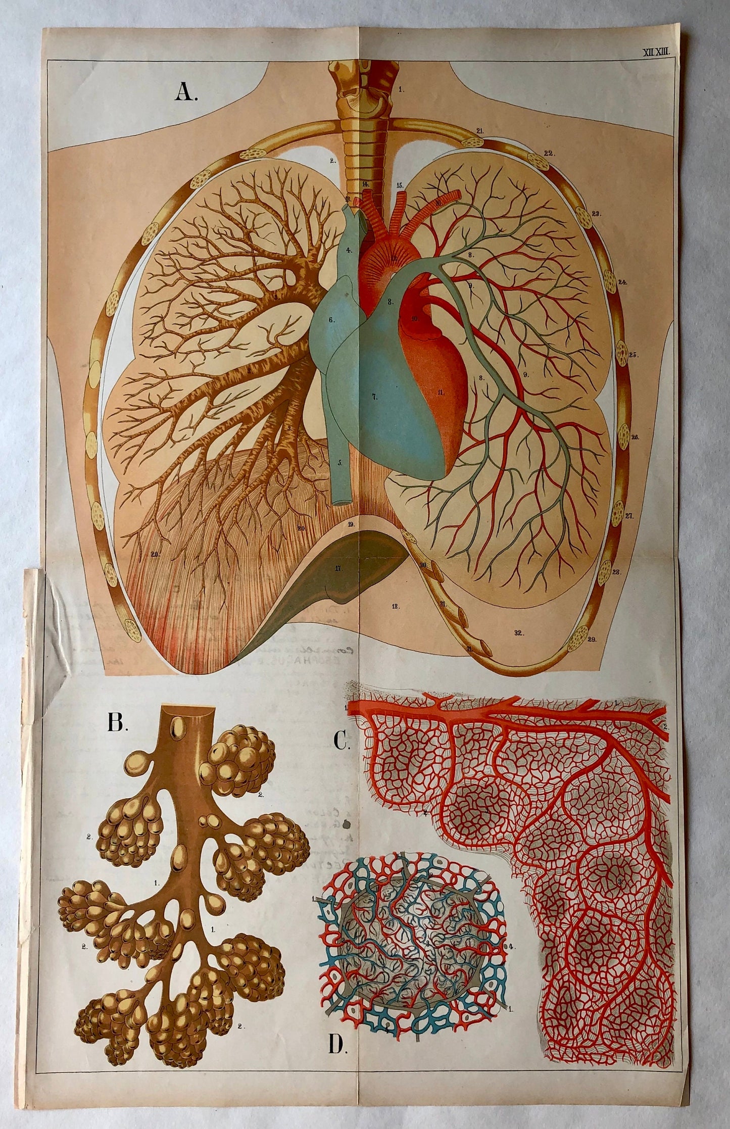 A Collection of 18 Antique Prints From The Atlas of Anatomy by Mrs Fenwick Miller. Rare items. Dated 1888. Large: 64 x 40 cms.