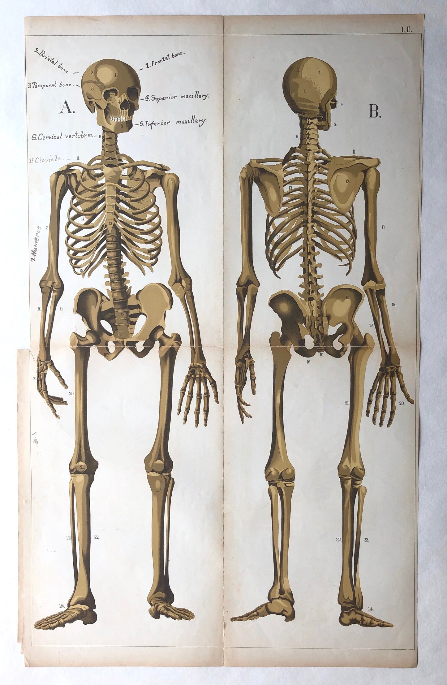 A Collection of 18 Antique Prints From The Atlas of Anatomy by Mrs Fenwick Miller. Rare items. Dated 1888. Large: 64 x 40 cms.