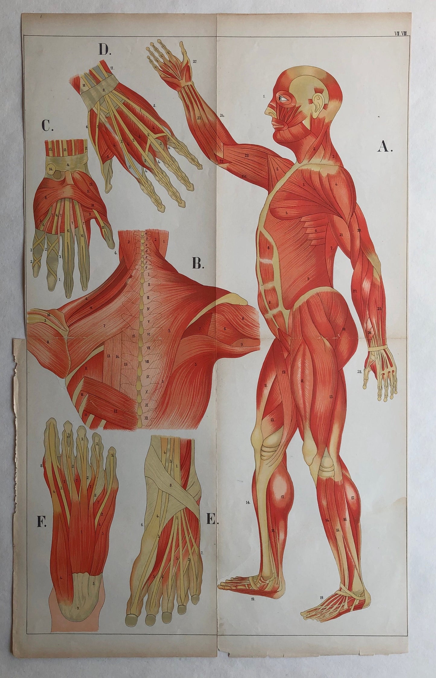 A Collection of 18 Antique Prints From The Atlas of Anatomy by Mrs Fenwick Miller. Rare items. Dated 1888. Large: 64 x 40 cms.