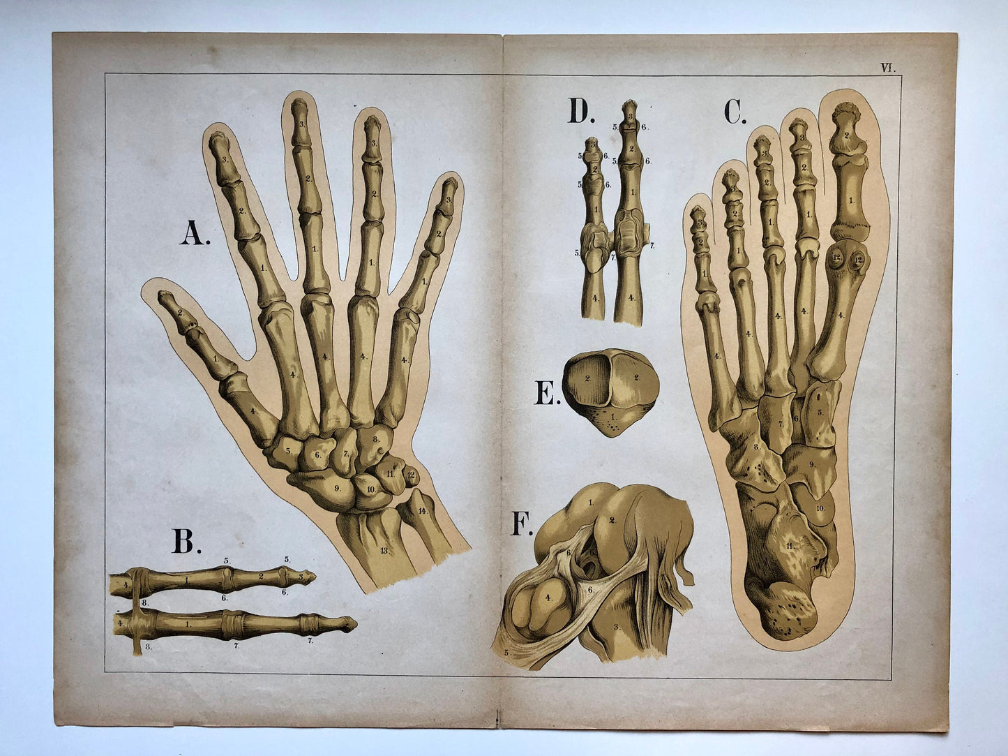 A Collection of 18 Antique Prints From The Atlas of Anatomy by Mrs Fenwick Miller. Rare items. Dated 1888. Large: 64 x 40 cms.
