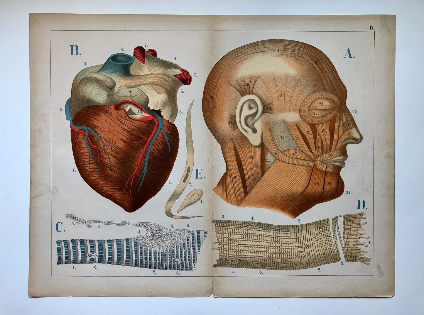 A Collection of 18 Antique Prints From The Atlas of Anatomy by Mrs Fenwick Miller. Rare items. Dated 1888. Large: 64 x 40 cms.