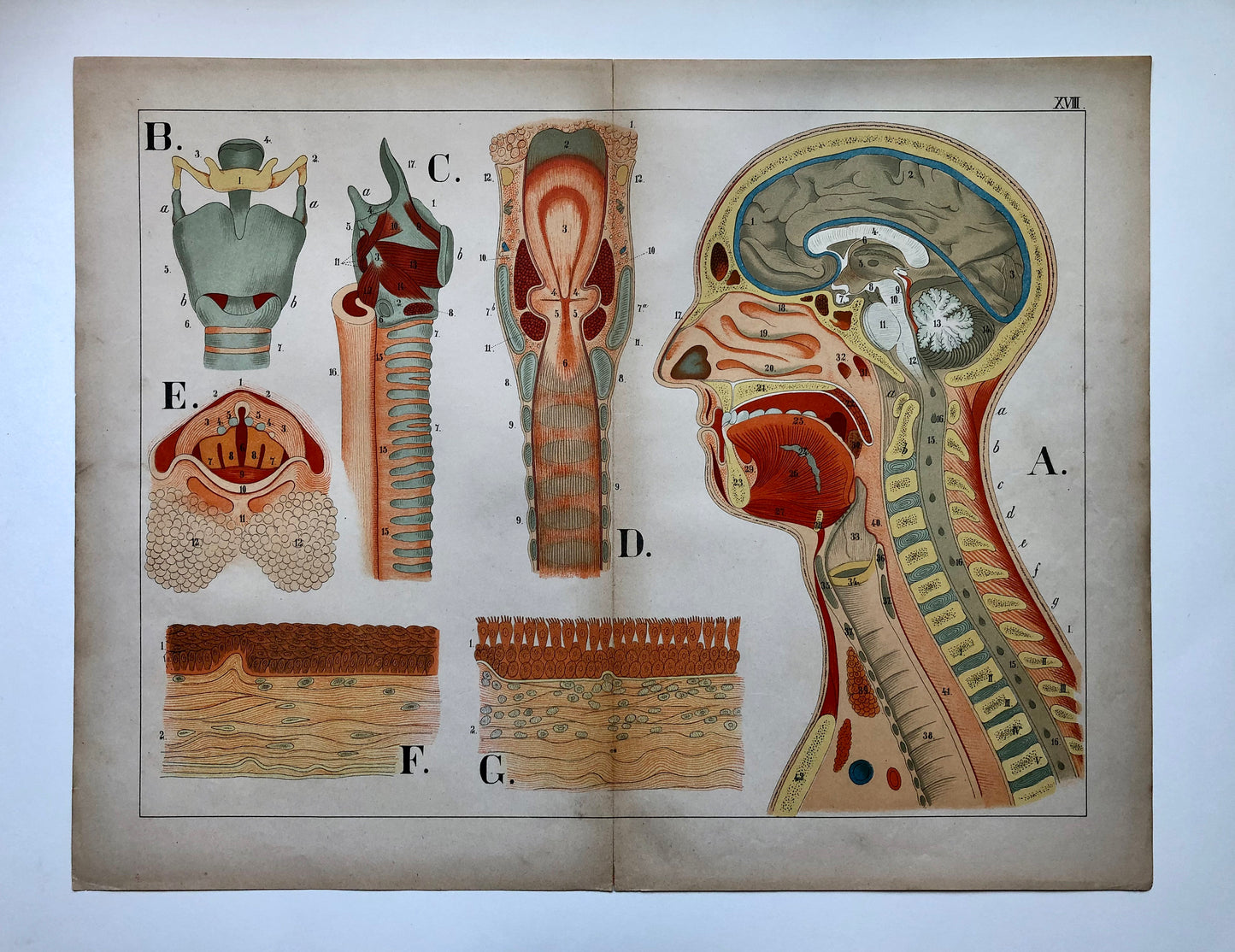 A Collection of 18 Antique Prints From The Atlas of Anatomy by Mrs Fenwick Miller. Rare items. Dated 1888. Large: 64 x 40 cms.
