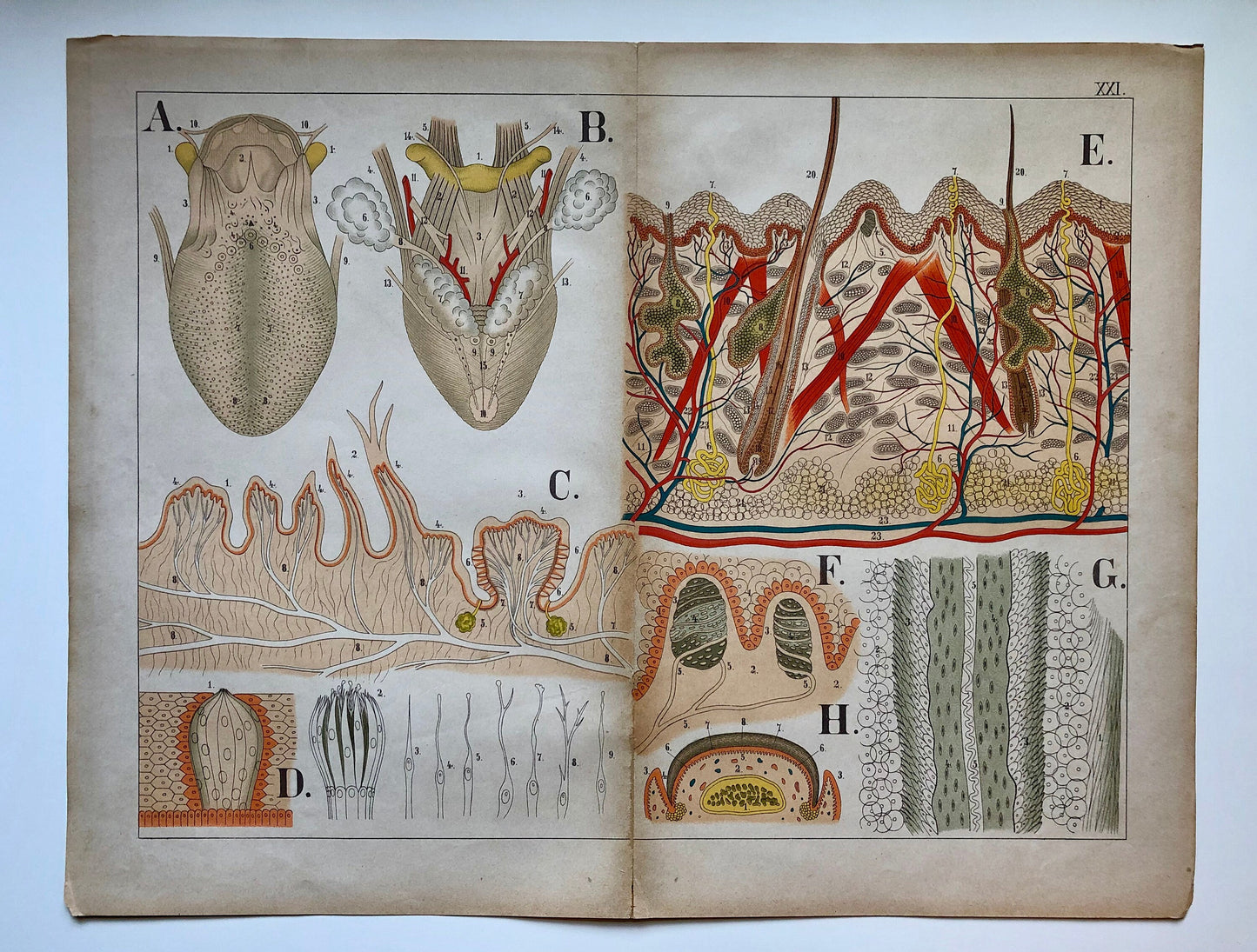 A Collection of 18 Antique Prints From The Atlas of Anatomy by Mrs Fenwick Miller. Rare items. Dated 1888. Large: 64 x 40 cms.