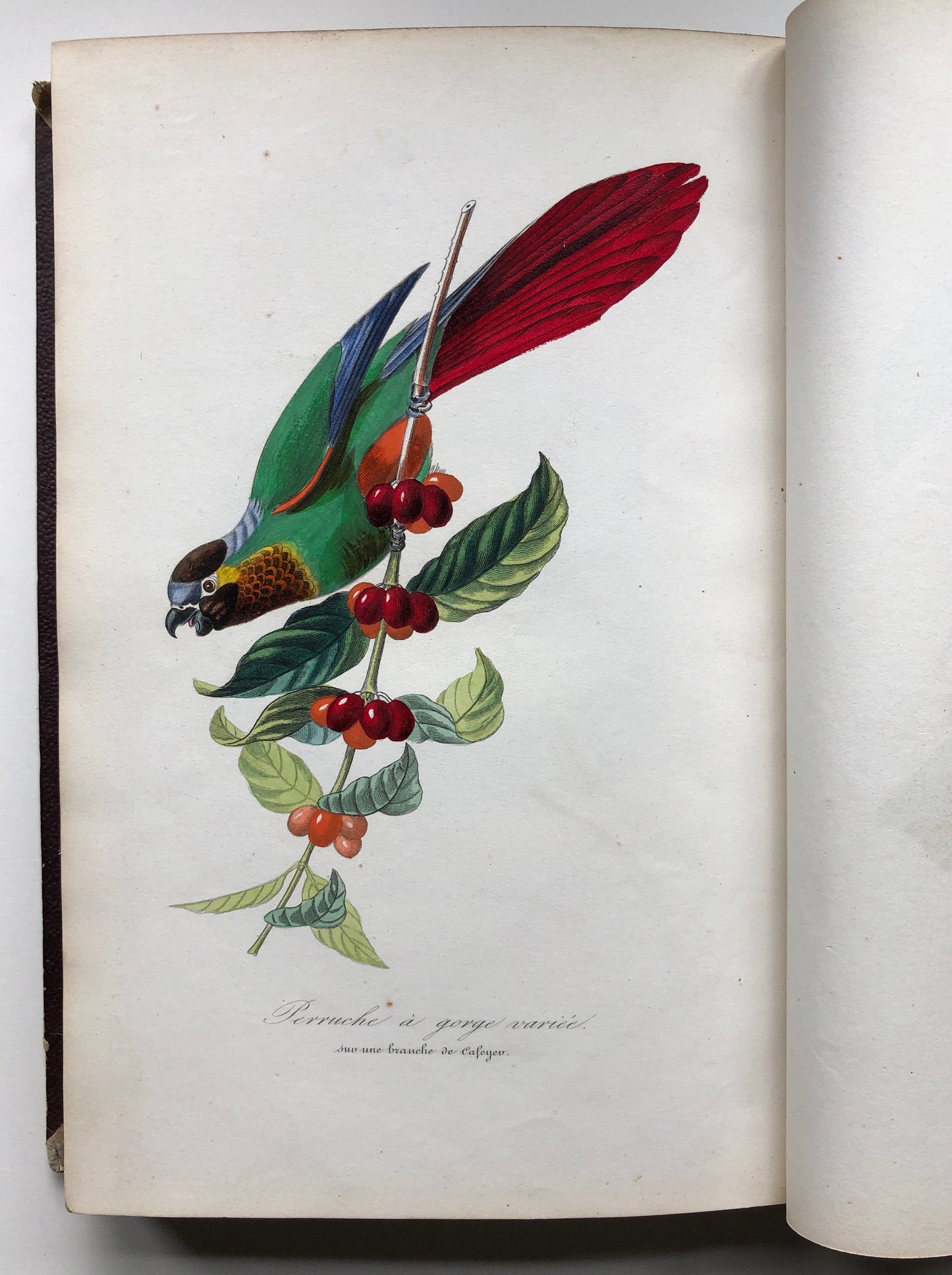 Le Jardin Des Plantes by L. Curmer. A book of 145 engravings from The Garden of Plants, Paris. Dated 1842. Size: 26.5 x 18 cms.