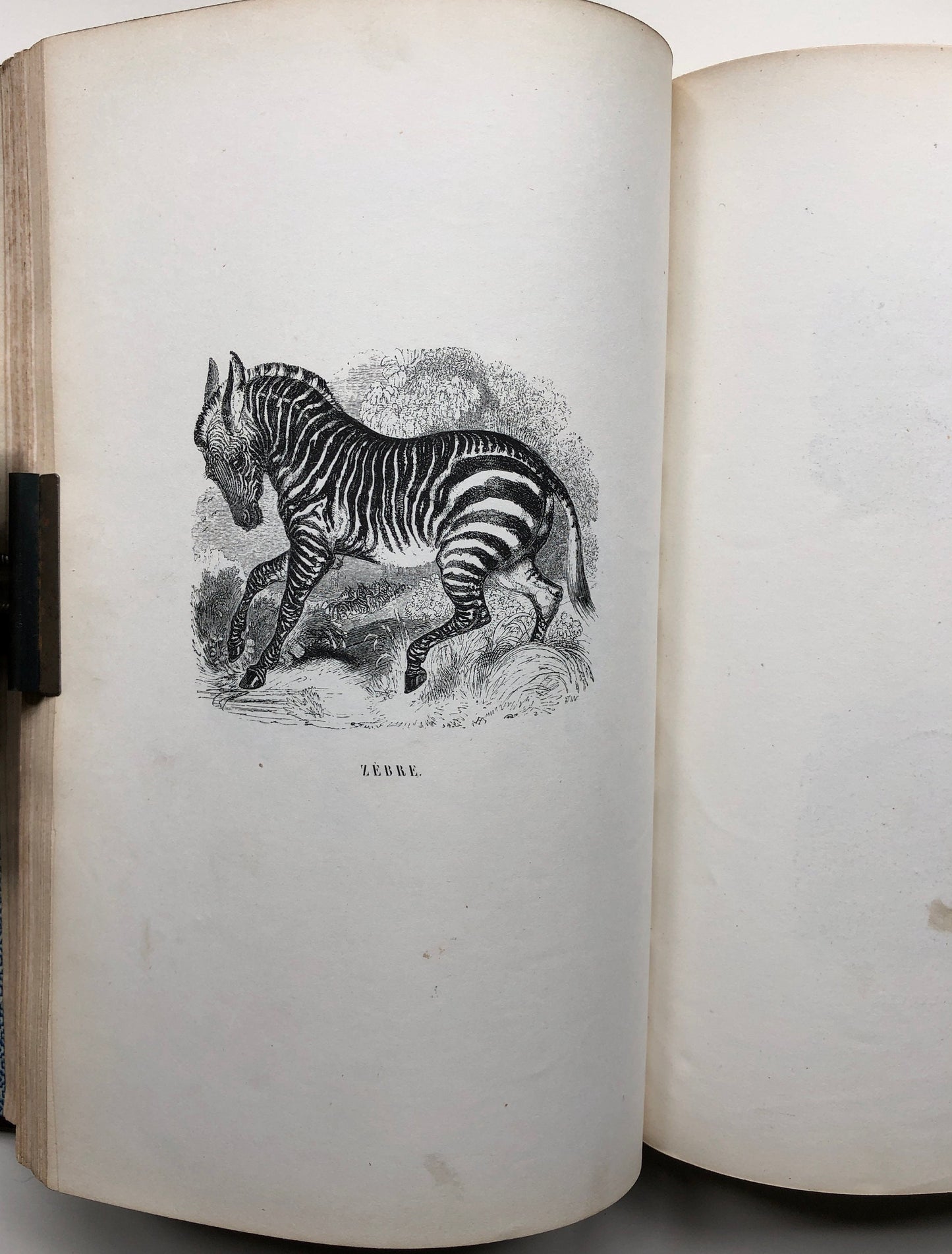 Le Jardin Des Plantes by L. Curmer. A book of 145 engravings from The Garden of Plants, Paris. Dated 1842. Size: 26.5 x 18 cms.