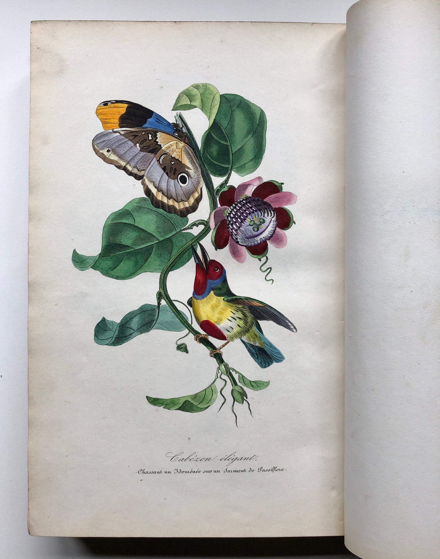 Le Jardin Des Plantes by L. Curmer. A book of 145 engravings from The Garden of Plants, Paris. Dated 1842. Size: 26.5 x 18 cms.