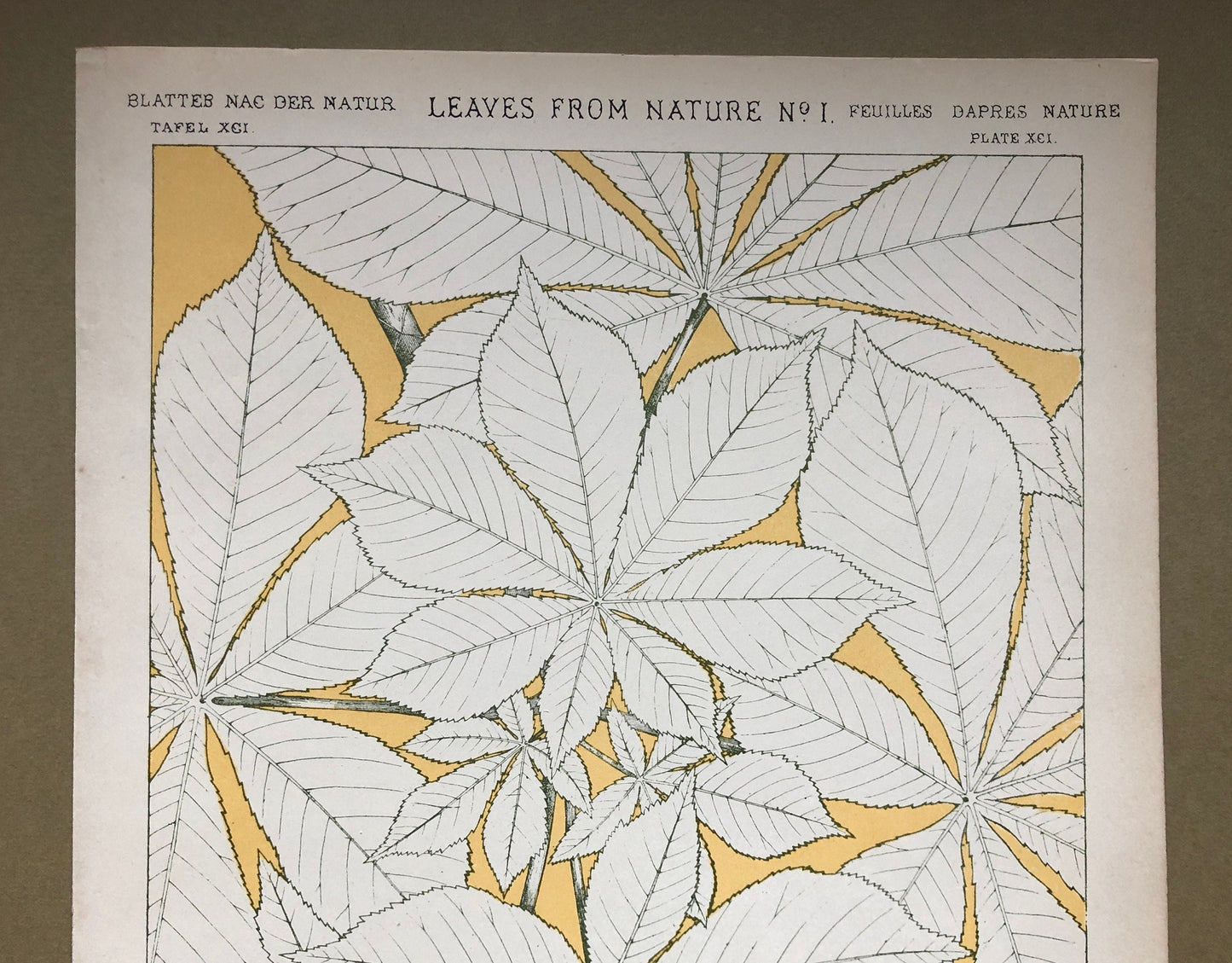 Horse Chestnut. Leaves From Nature No 1. A Plate From The Grammar of Ornament by Owen Jones (1809 - 68). Size: 33 x 23 cms.