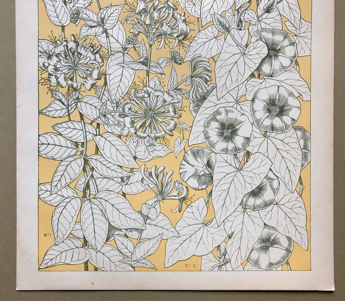 Leaves From Nature No 9. A Plate From The Grammar of Ornament by Owen Jones (1809 - 68). Size: 33 x 23 cms.