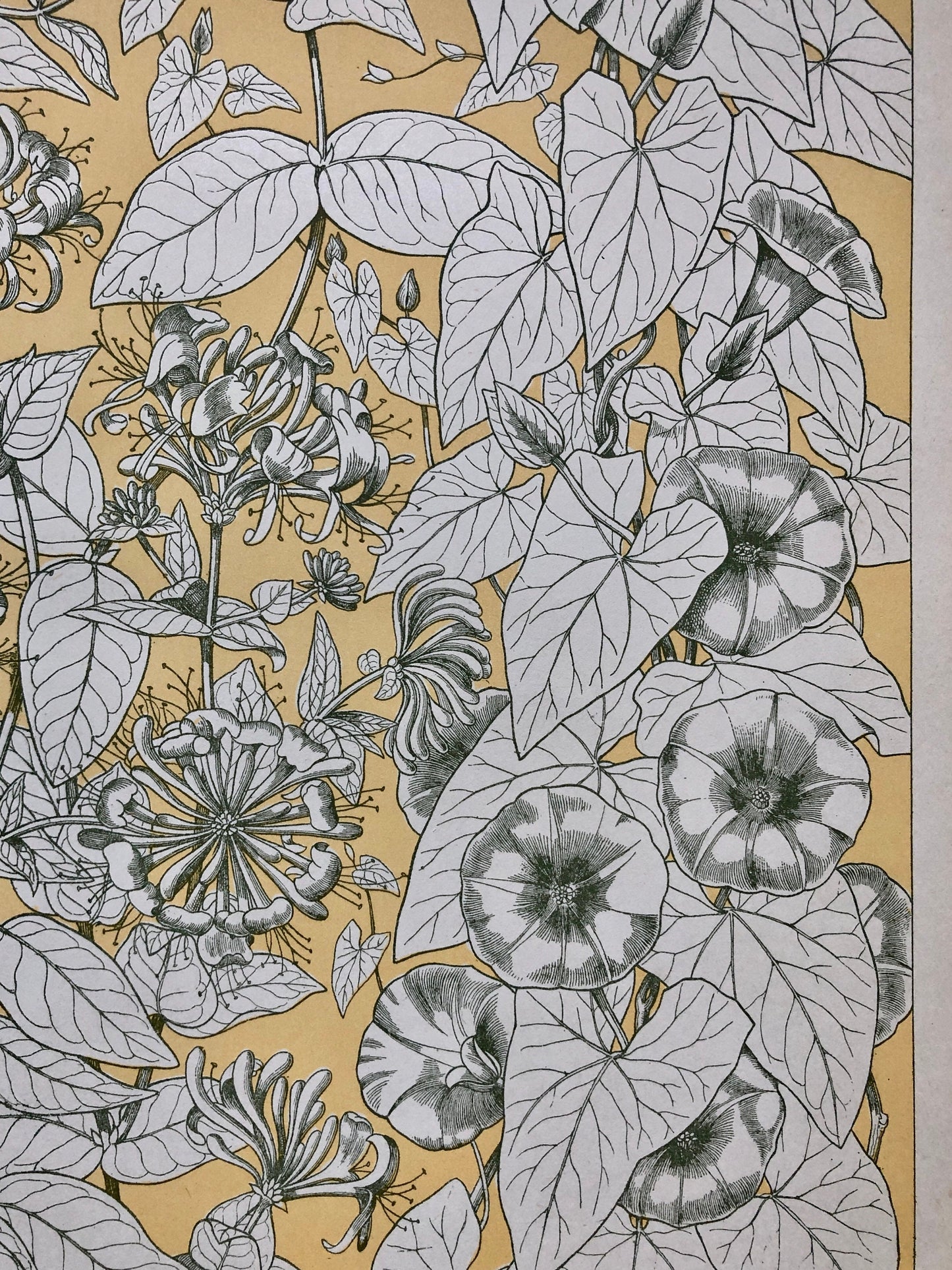 Leaves From Nature No 9. A Plate From The Grammar of Ornament by Owen Jones (1809 - 68). Size: 33 x 23 cms.