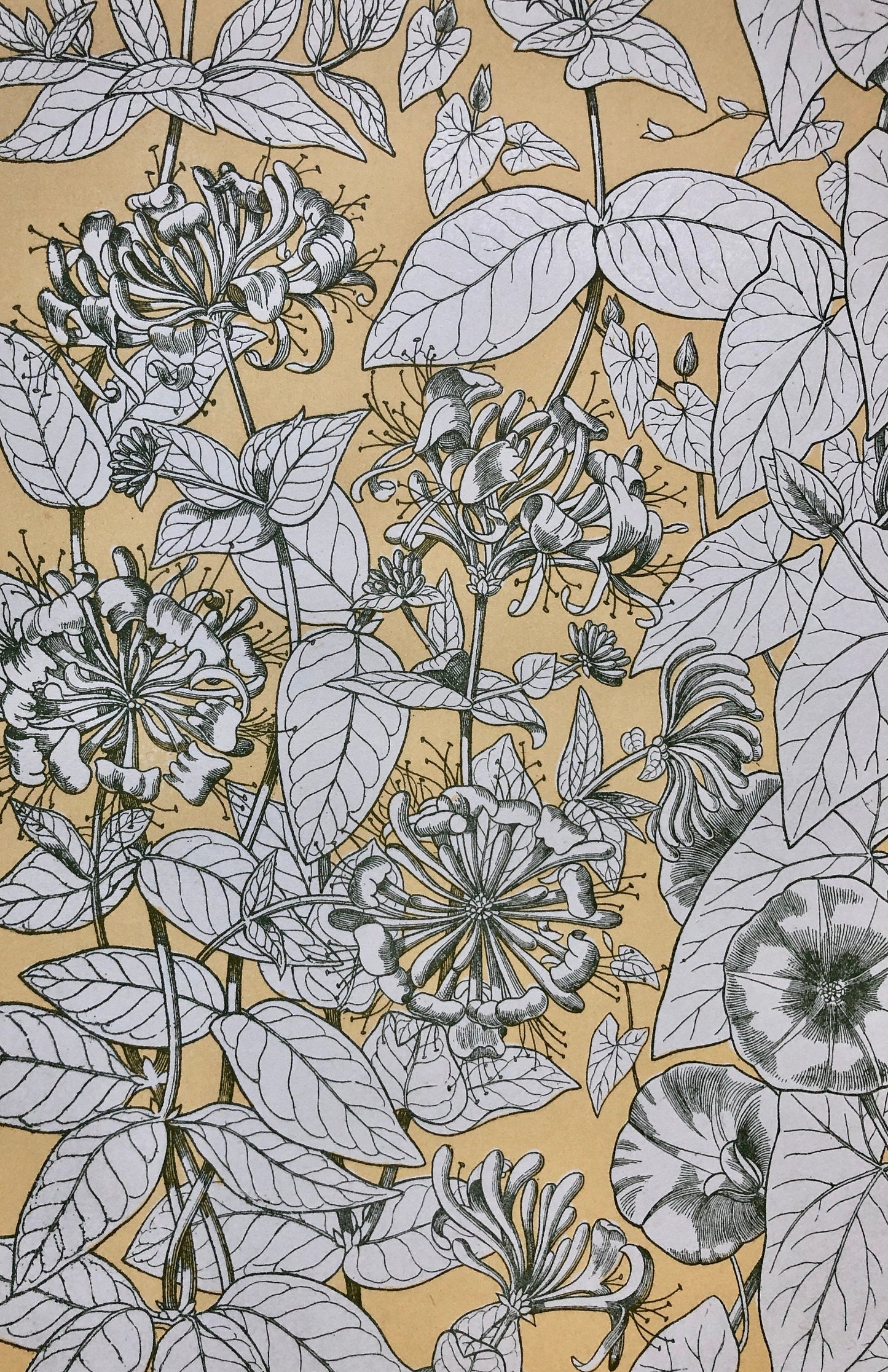 Leaves From Nature No 9. A Plate From The Grammar of Ornament by Owen Jones (1809 - 68). Size: 33 x 23 cms.