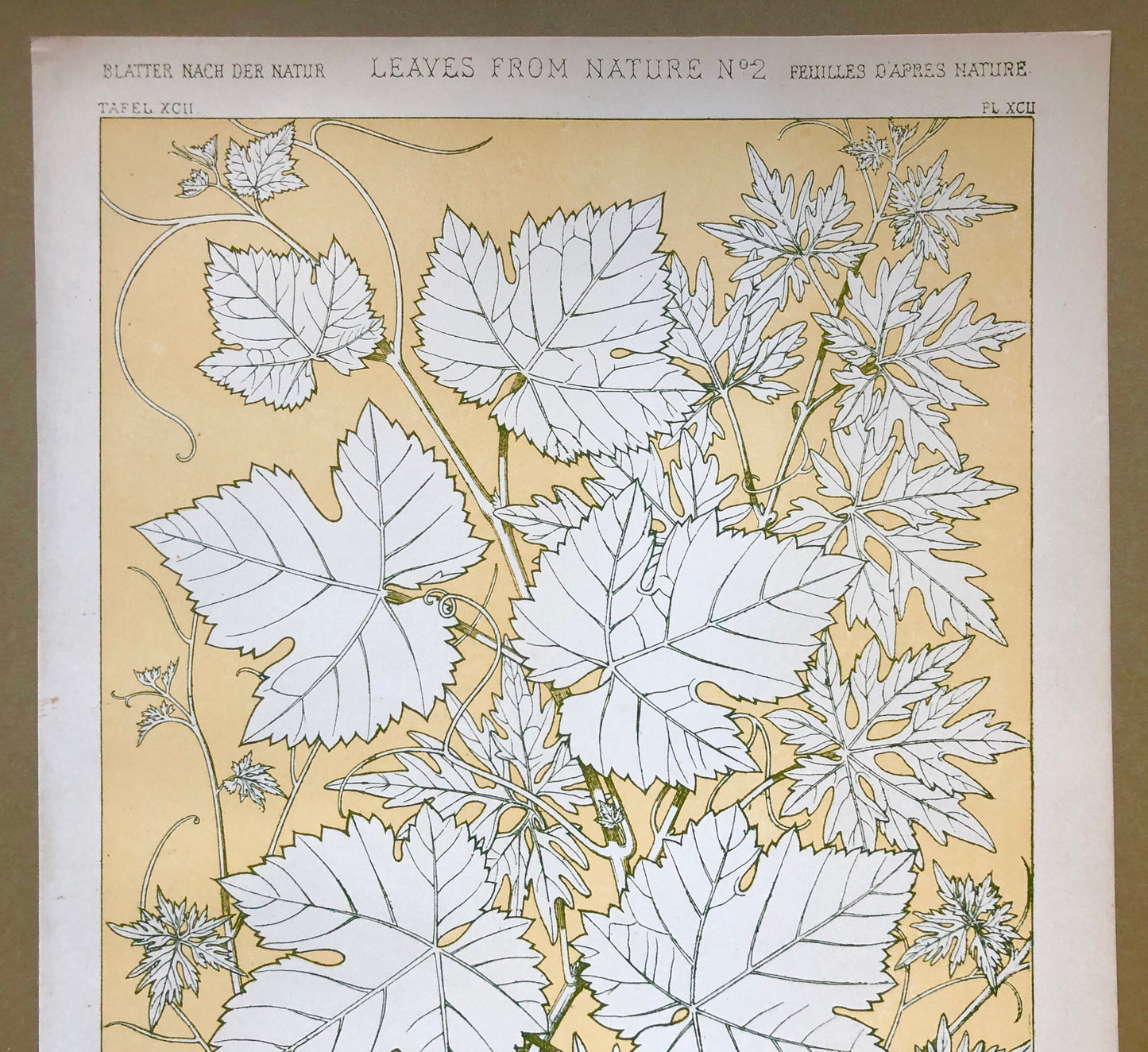 Vine Leaves. Leaves From Nature No 2. A Plate From The Grammar of Ornament by Owen Jones (1809 - 68). Size: 33 x 23 cms.