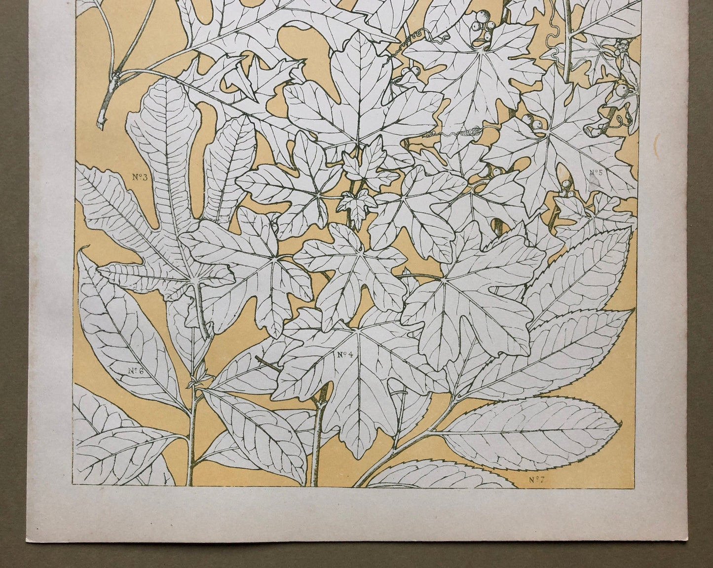 Leaves From Nature No 4. An Original Plate From The Grammar of Ornament by Owen Jones (1809 - 68). Size: 33 x 23 cms.