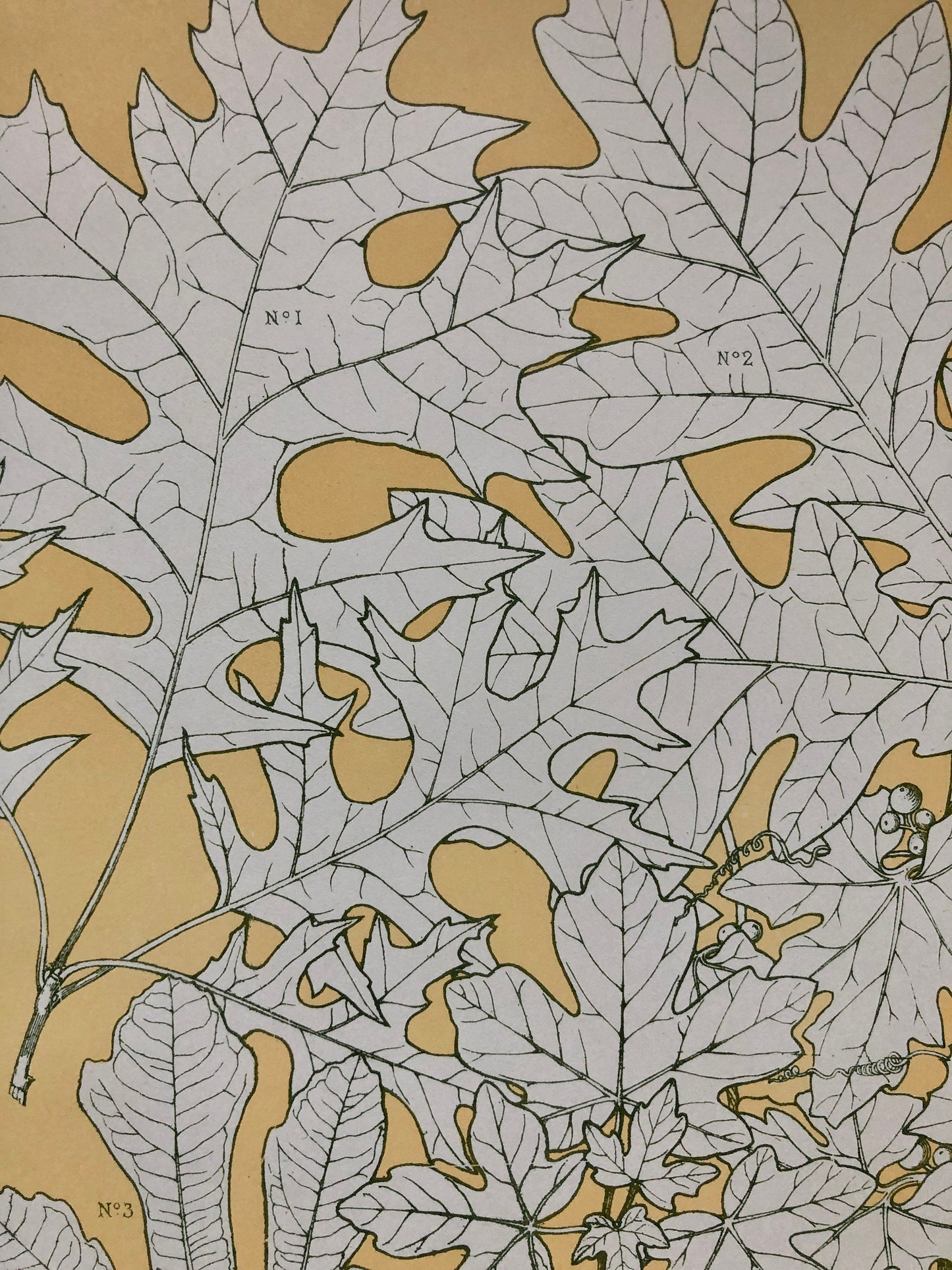 Leaves From Nature No 4. An Original Plate From The Grammar of Ornament by Owen Jones (1809 - 68). Size: 33 x 23 cms.