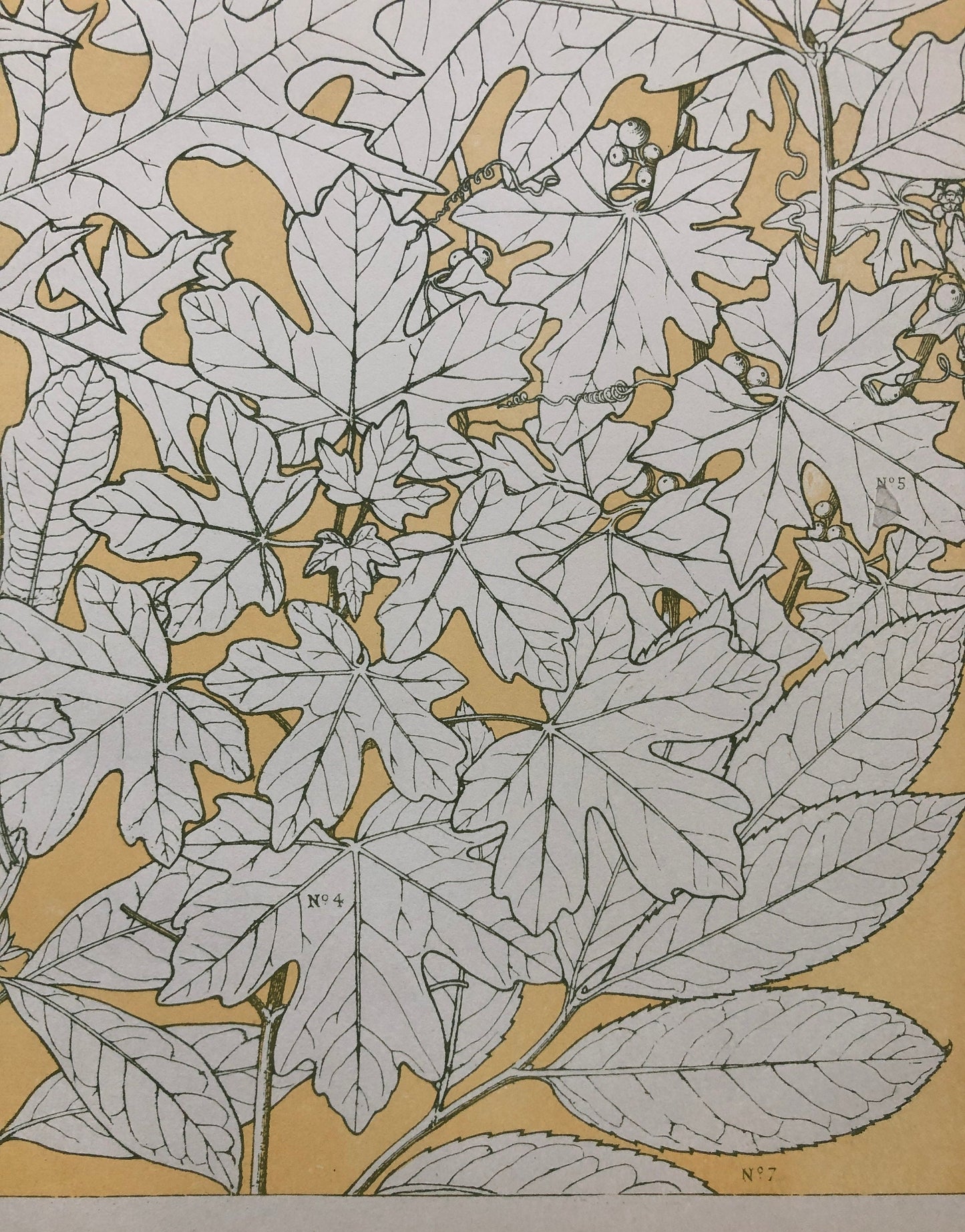 Leaves From Nature No 4. An Original Plate From The Grammar of Ornament by Owen Jones (1809 - 68). Size: 33 x 23 cms.