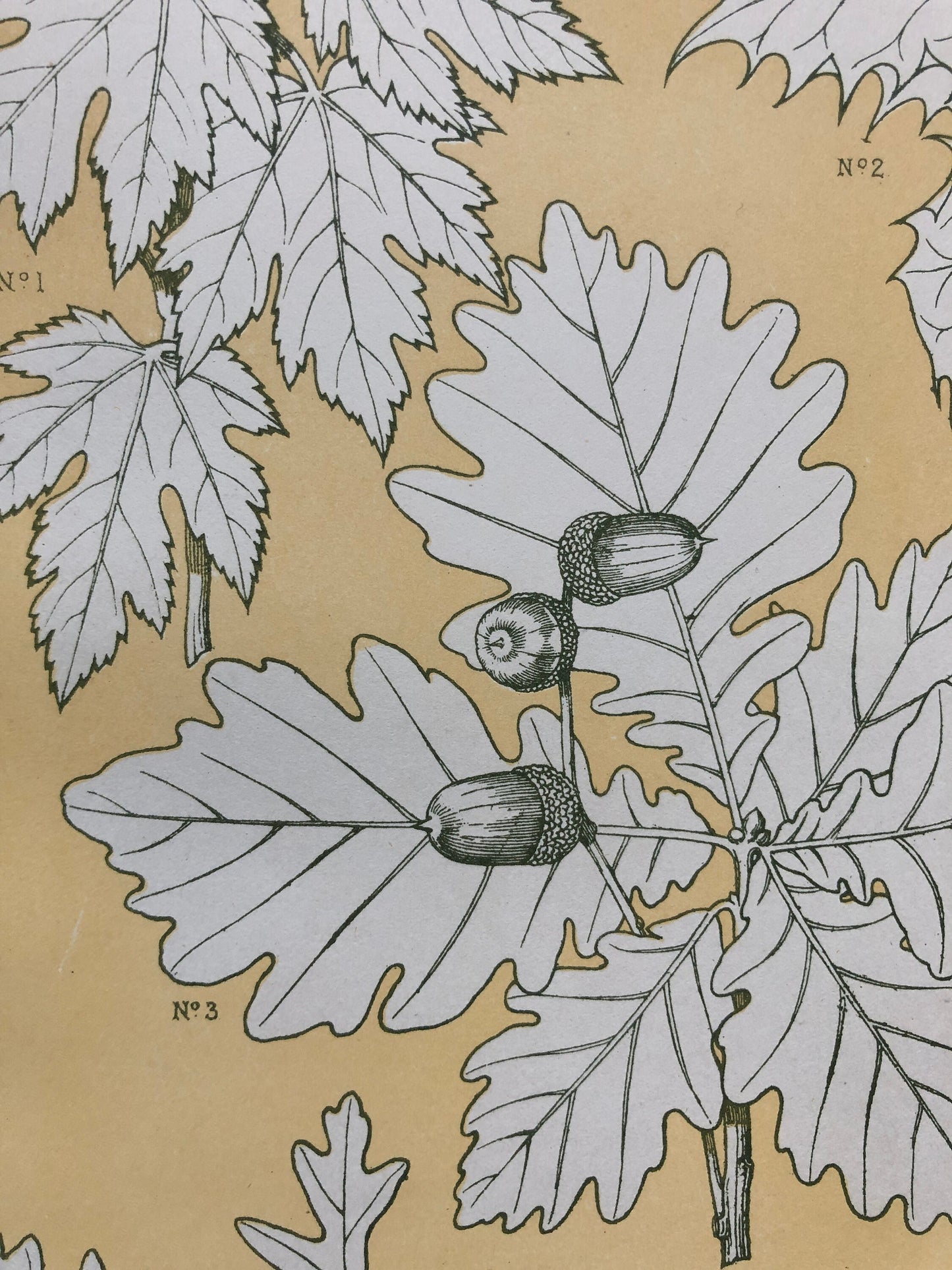 Leaves From Nature No 5. A Plate From The Grammar of Ornament by Owen Jones (1809 - 68). Size: 33 x 23 cms.
