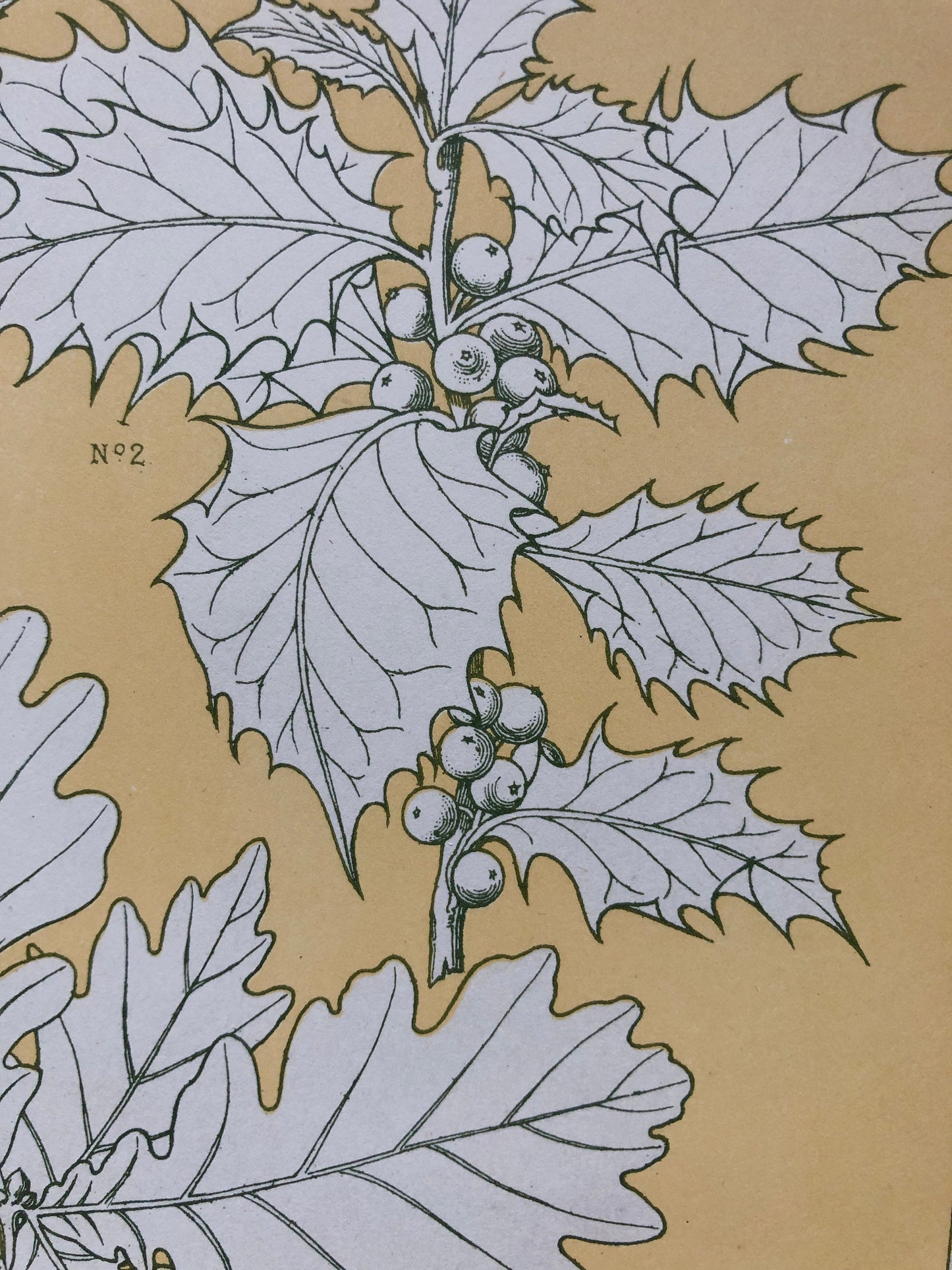 Leaves From Nature No 5. A Plate From The Grammar of Ornament by Owen Jones (1809 - 68). Size: 33 x 23 cms.