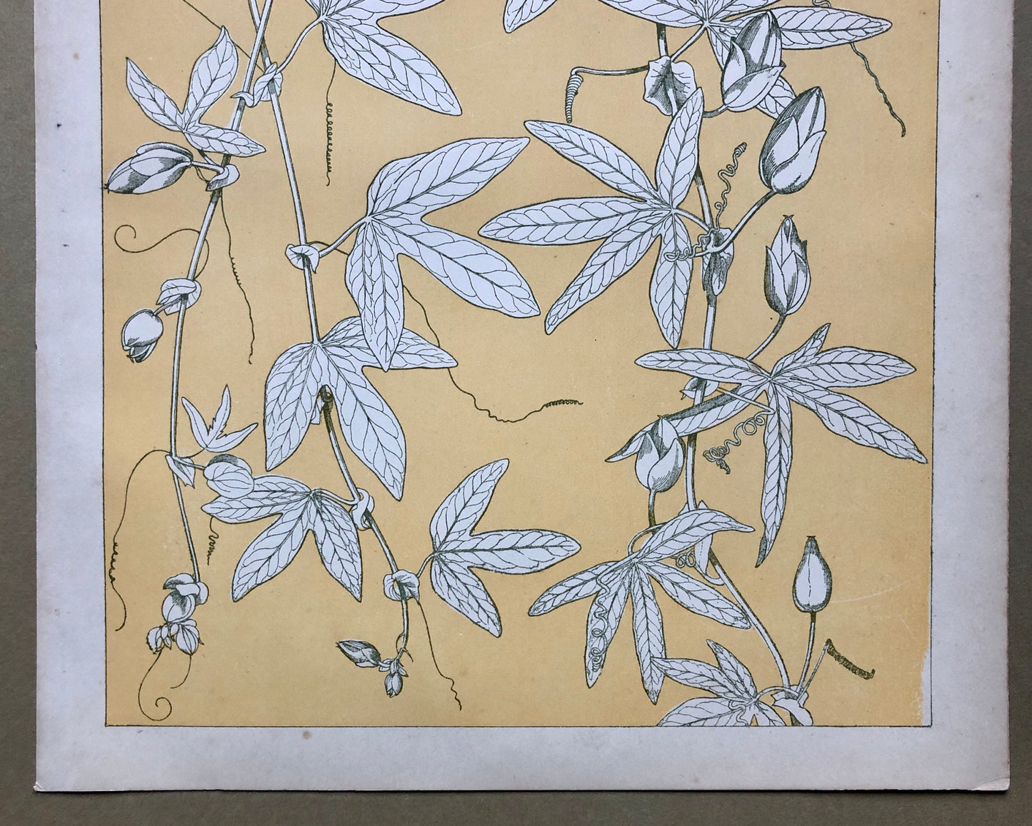 Leaves From Nature No 10. A Plate From The Grammar of Ornament by Owen Jones (1809 - 68). Size: 33 x 23 cms.