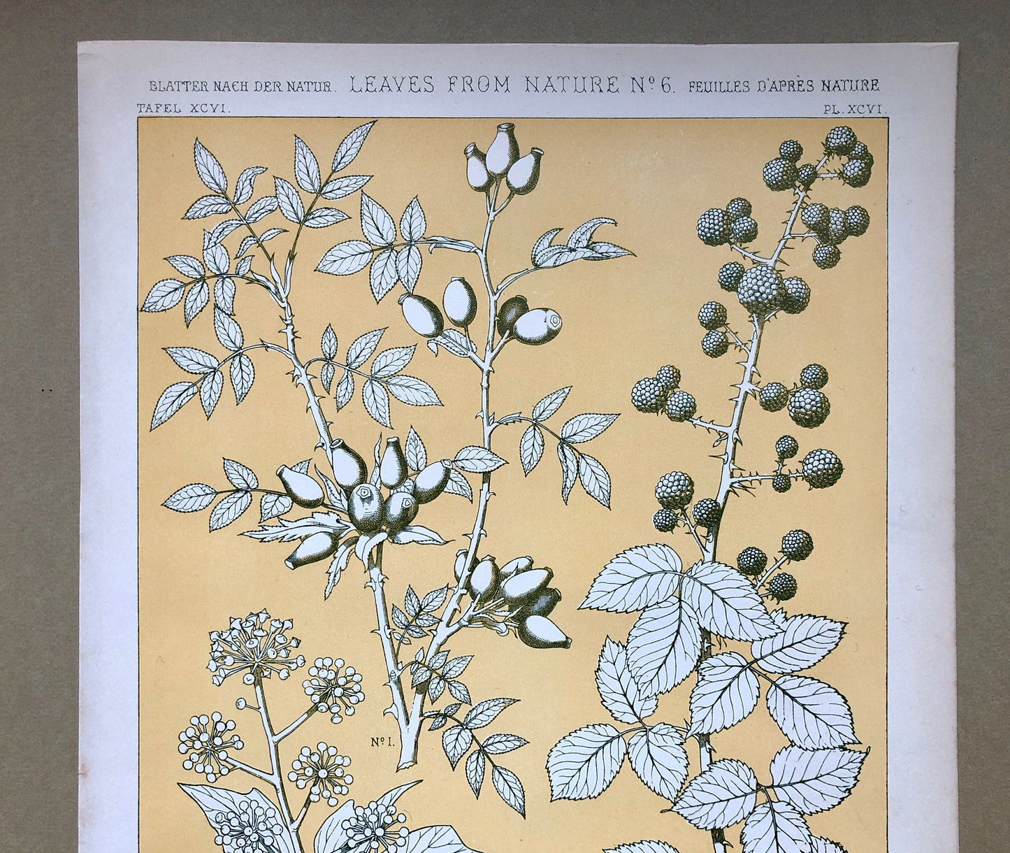 Leaves From Nature No 6. A Plate From The Grammar of Ornament by Owen Jones (1809 - 68). Size: 33 x 23 cms.