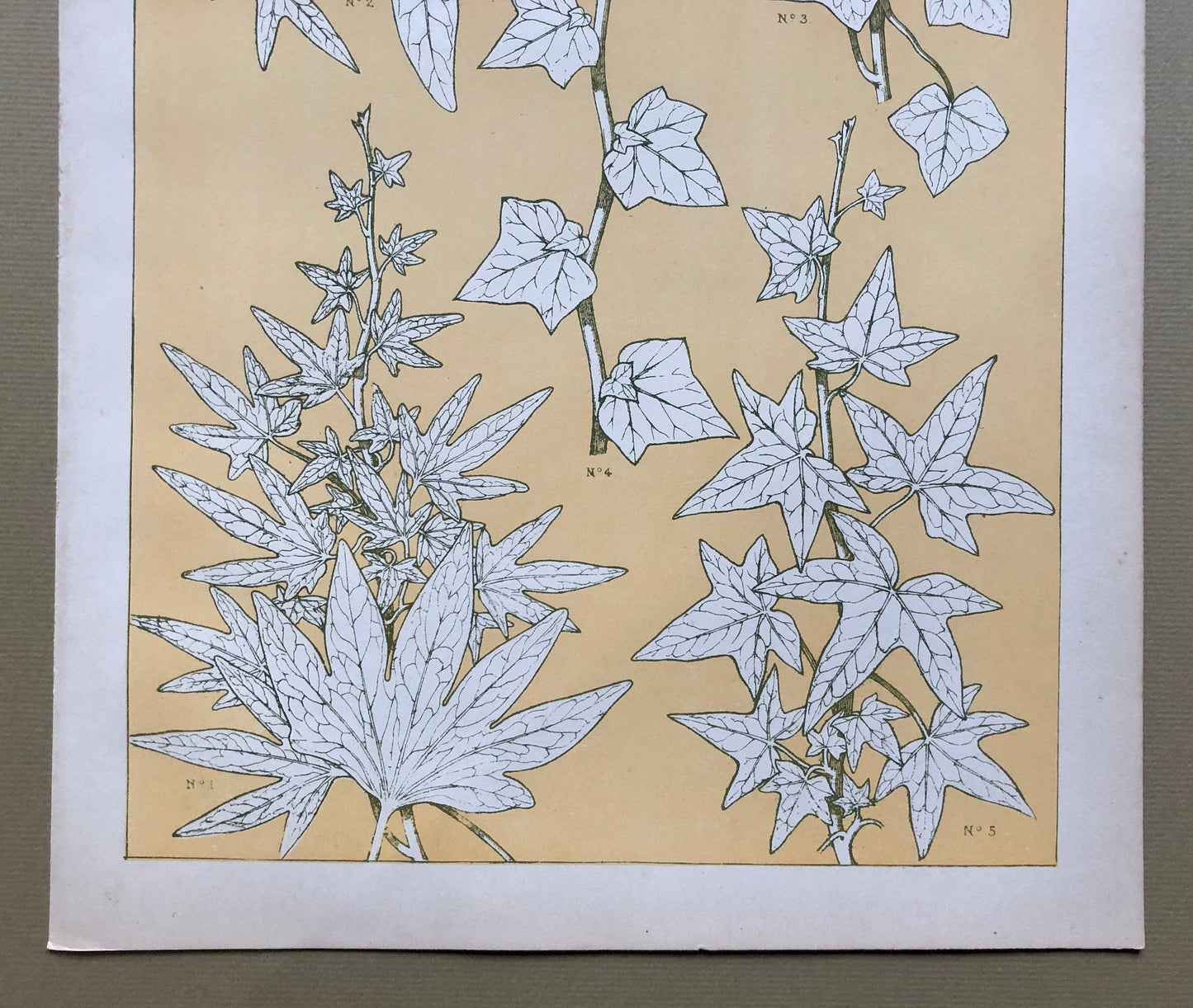 Leaves From Nature No 3. An Original Plate From The Grammar of Ornament by Owen Jones (1809 - 68). Size: 33 x 23 cms.