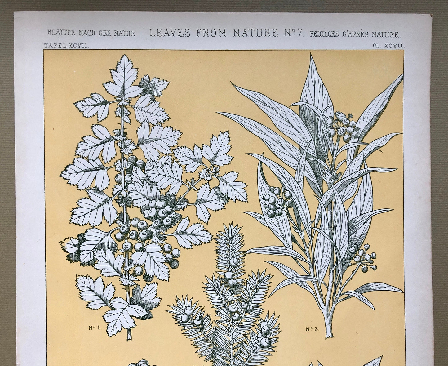 Leaves From Nature No 7. An Original Plate From The Grammar of Ornament by Owen Jones (1809 - 68). Size: 33 x 23 cms.