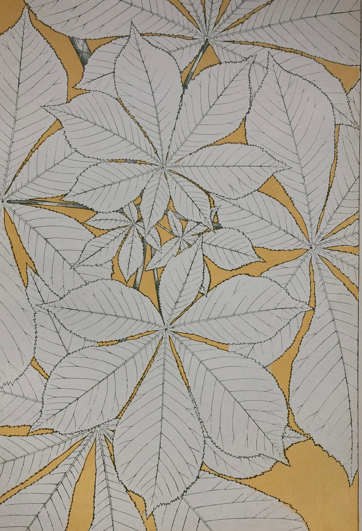 Horse Chestnut. Leaves From Nature No 1. A Plate From The Grammar of Ornament by Owen Jones (1809 - 68). Size: 33 x 23 cms.