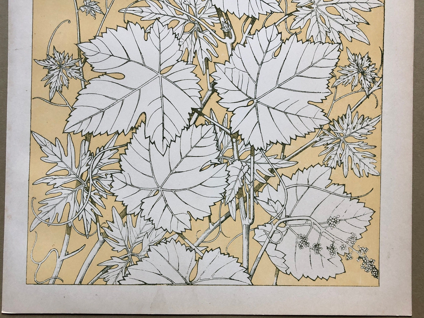 Vine Leaves. Leaves From Nature No 2. A Plate From The Grammar of Ornament by Owen Jones (1809 - 68). Size: 33 x 23 cms.