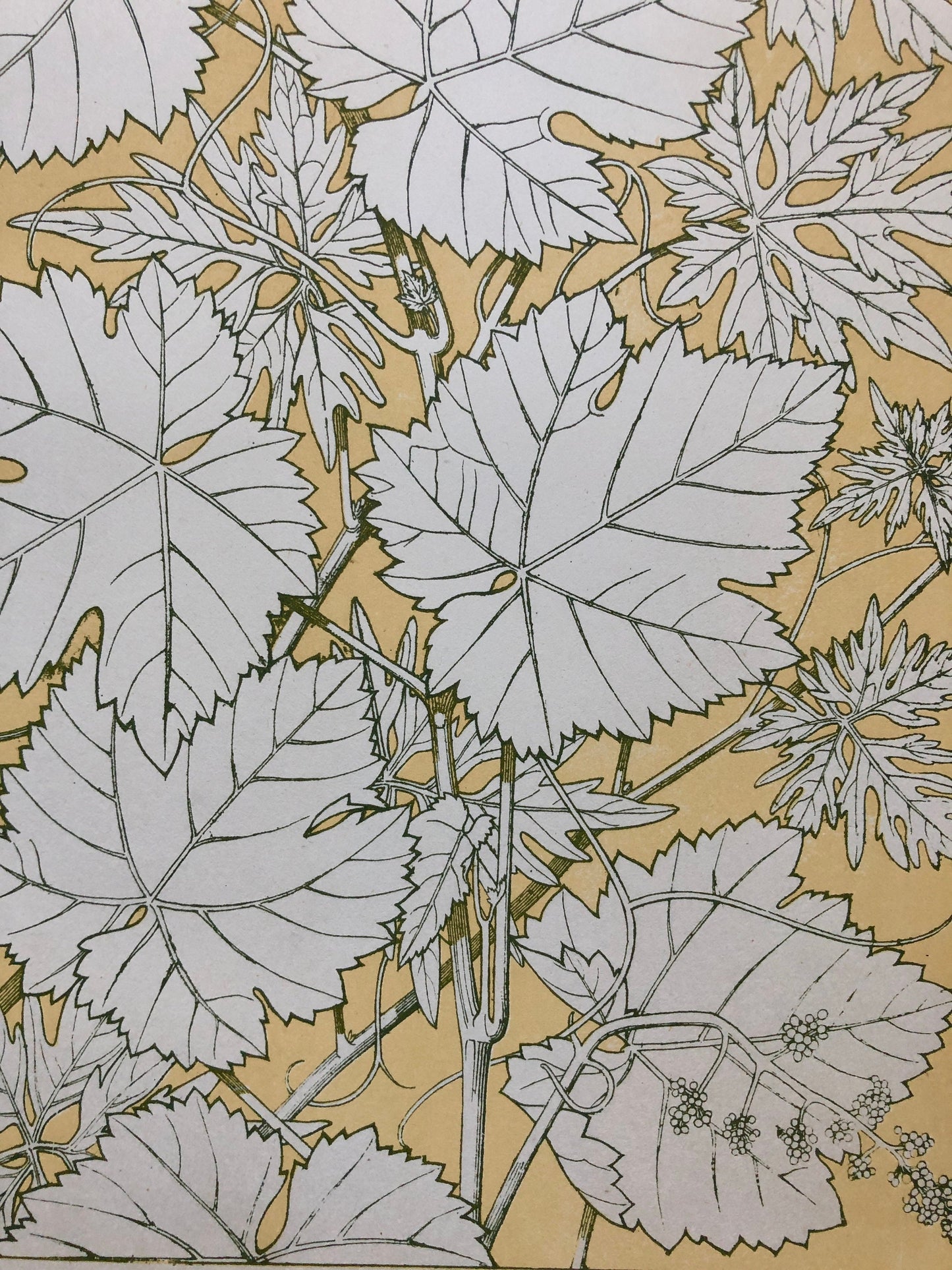 Vine Leaves. Leaves From Nature No 2. A Plate From The Grammar of Ornament by Owen Jones (1809 - 68). Size: 33 x 23 cms.