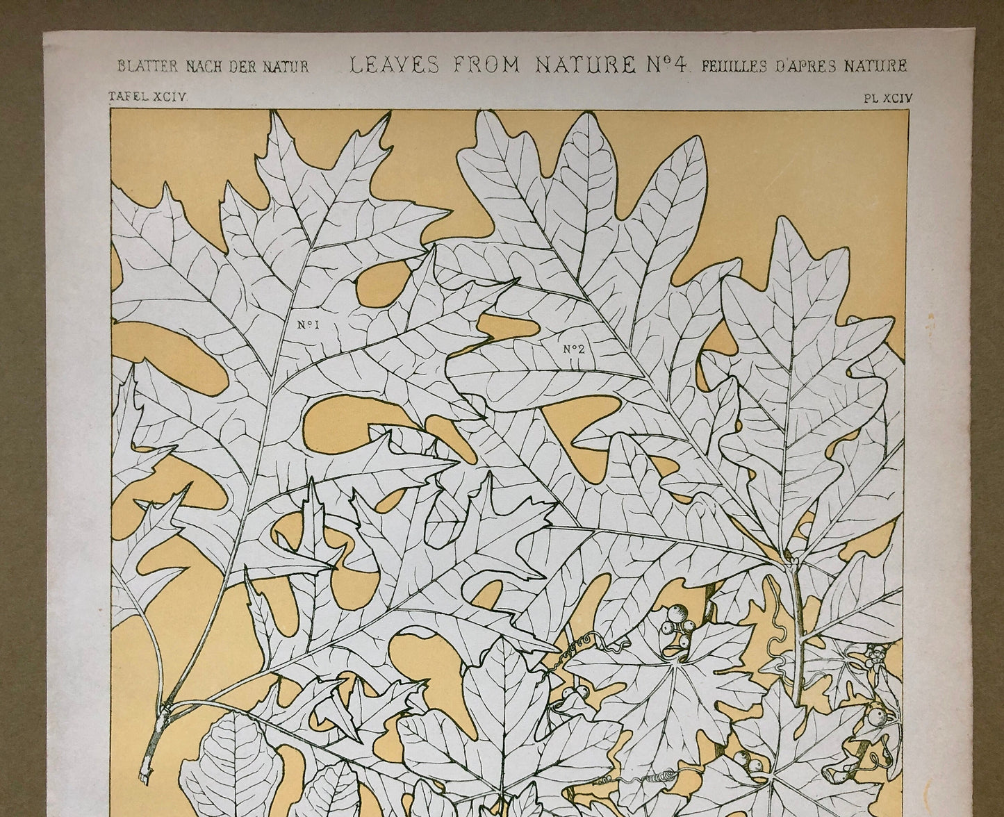 Leaves From Nature No 4. An Original Plate From The Grammar of Ornament by Owen Jones (1809 - 68). Size: 33 x 23 cms.