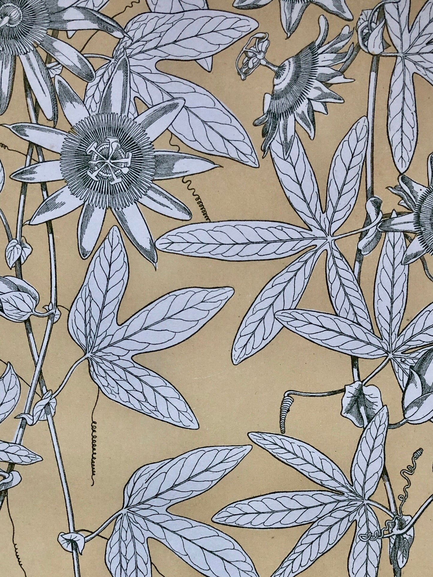 Leaves From Nature No 10. A Plate From The Grammar of Ornament by Owen Jones (1809 - 68). Size: 33 x 23 cms.